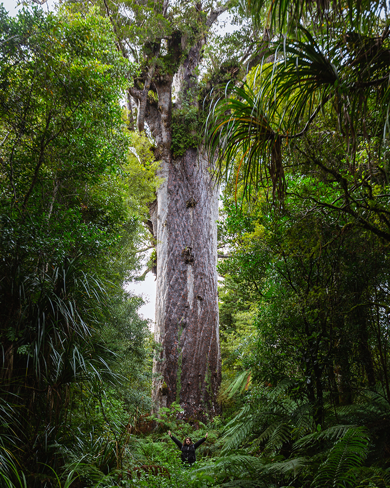 Forêt de Waipoua - Tane Kauri