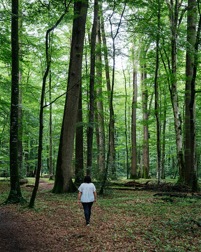 Forêt de Bercé - Vallée du Loir