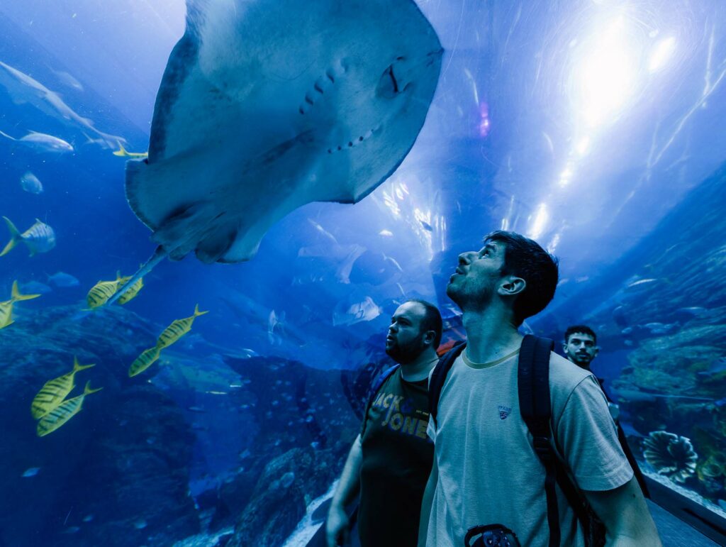 Raies Manta à l'Aquarium de Dubaï