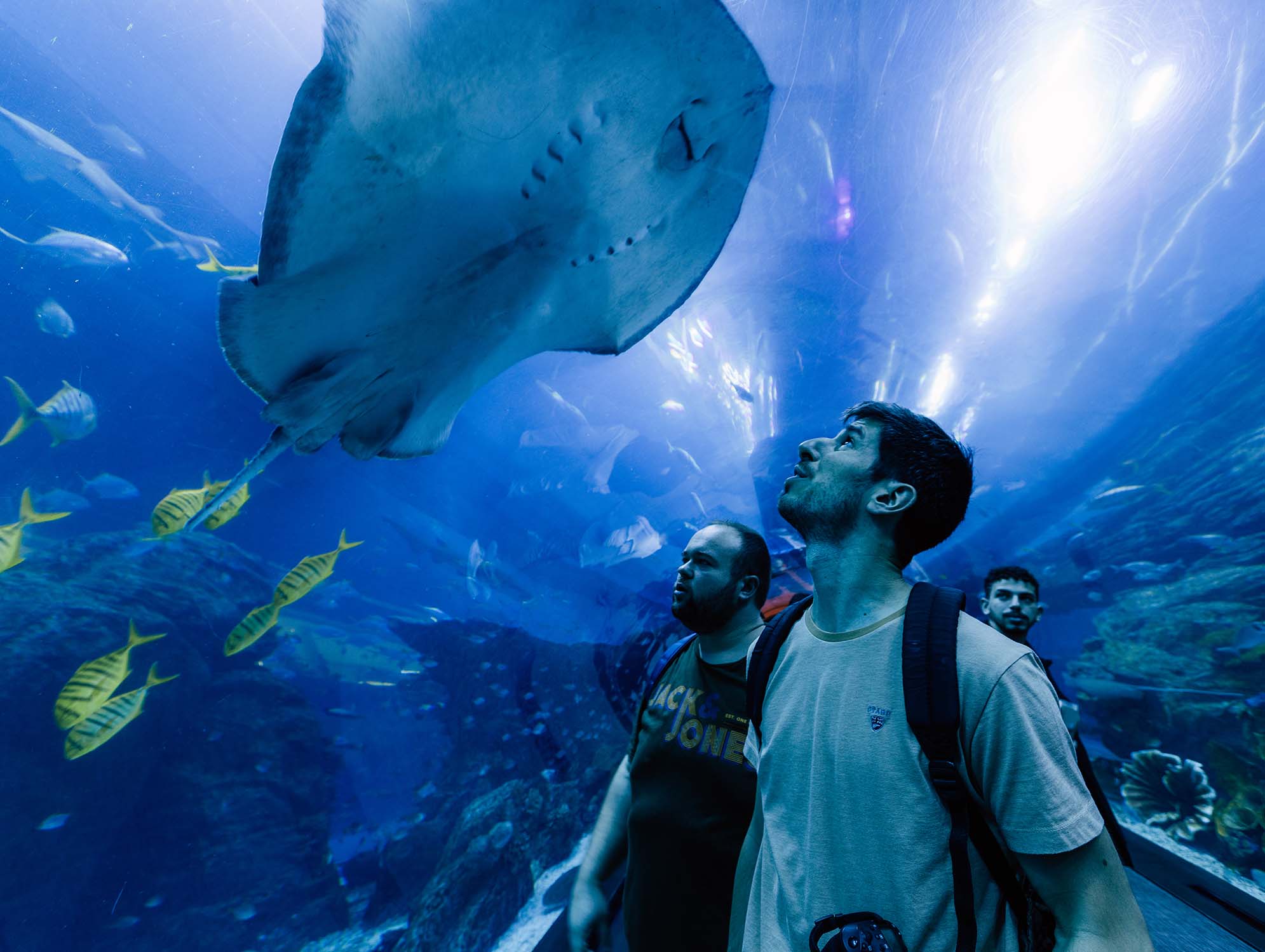 Raies Manta à l'Aquarium de Dubaï