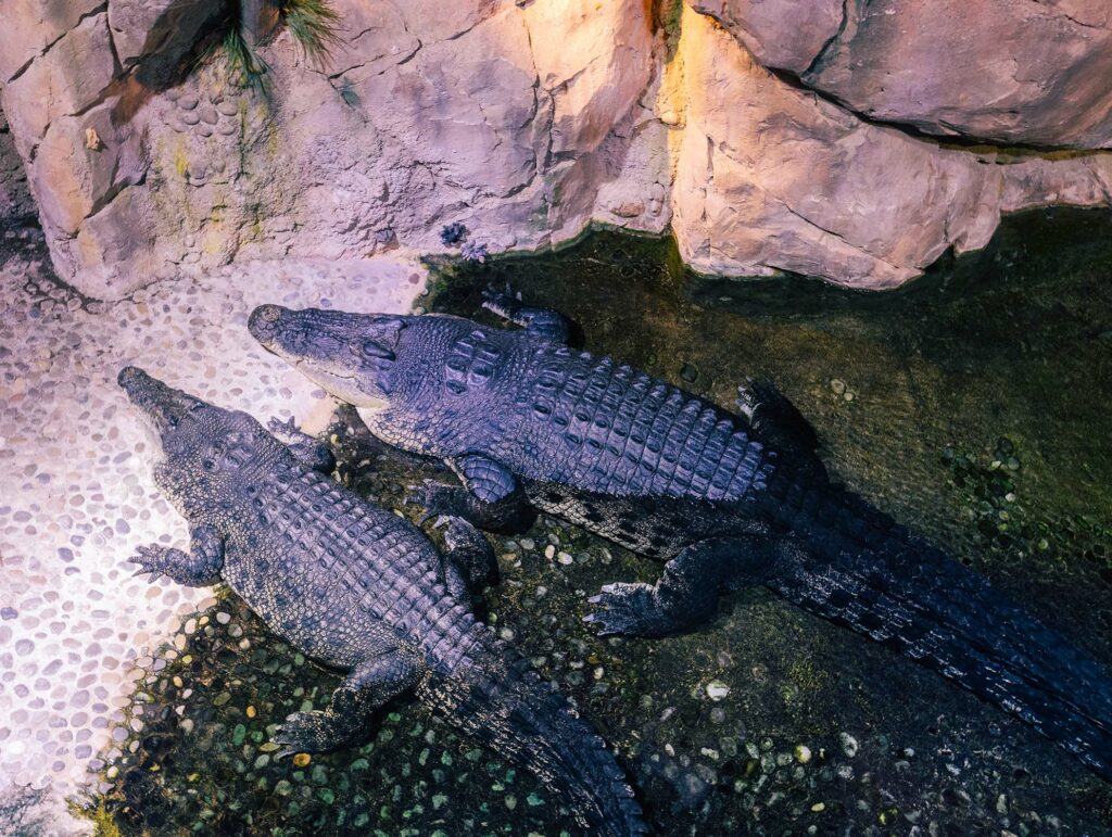 Crocodiles à l'Aquarium de Dubaï