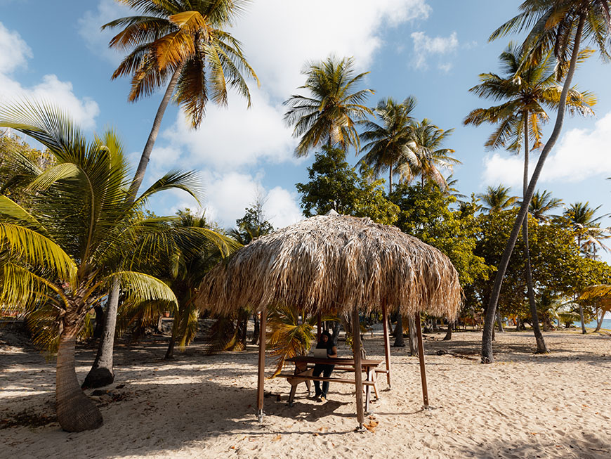 Travail sous les palmiers de Guadeloupe