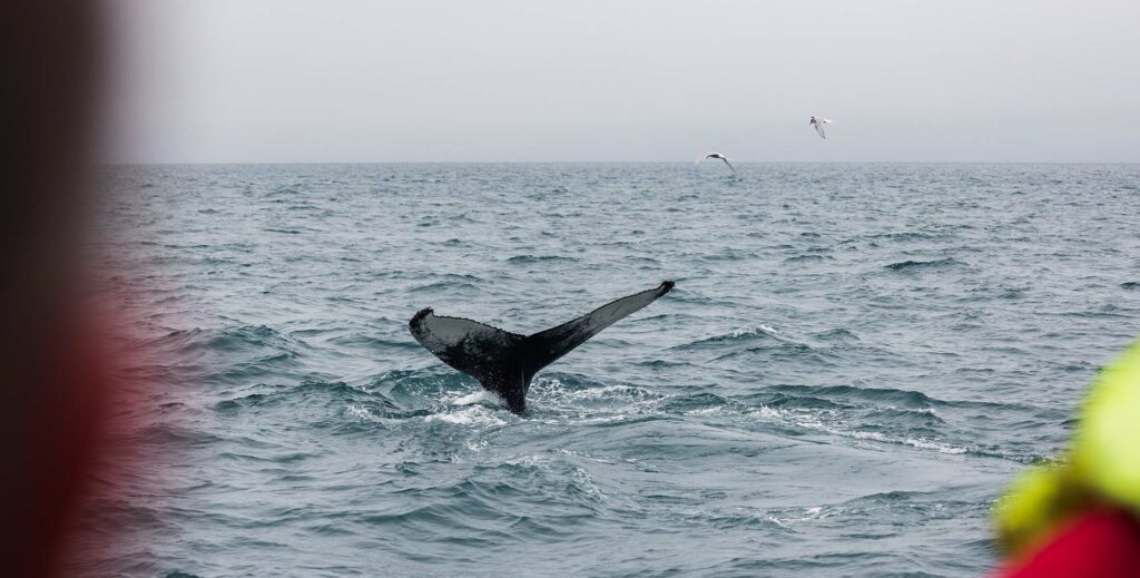 Une baleine à bosse à Husavik en Islande