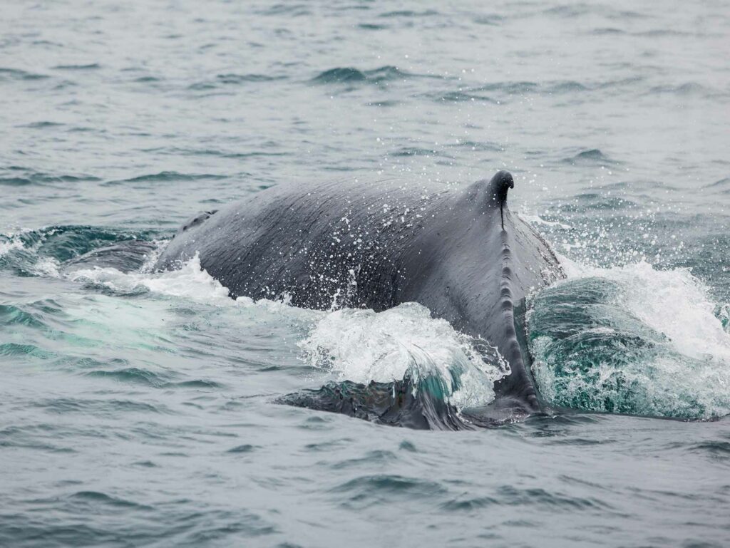 Baleines à bosse en Islande