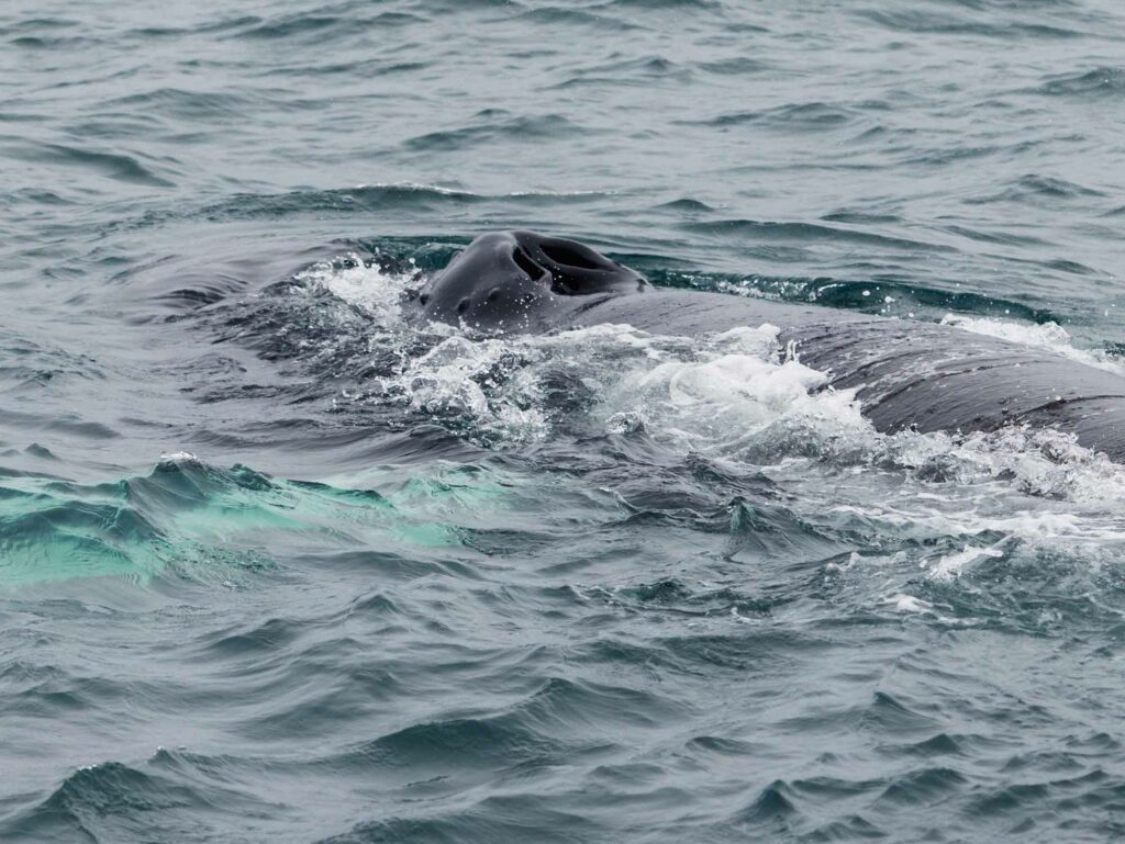 Baleines à bosse en Islande
