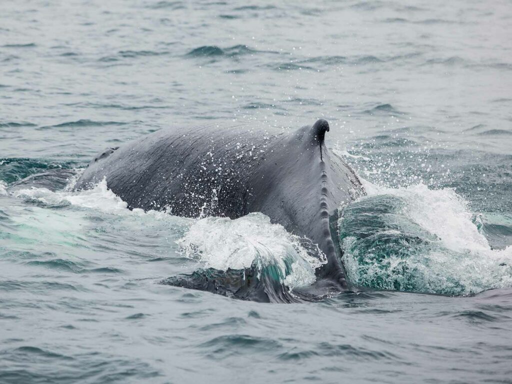 Islande - Excursion en bâteau pour observer les baleines