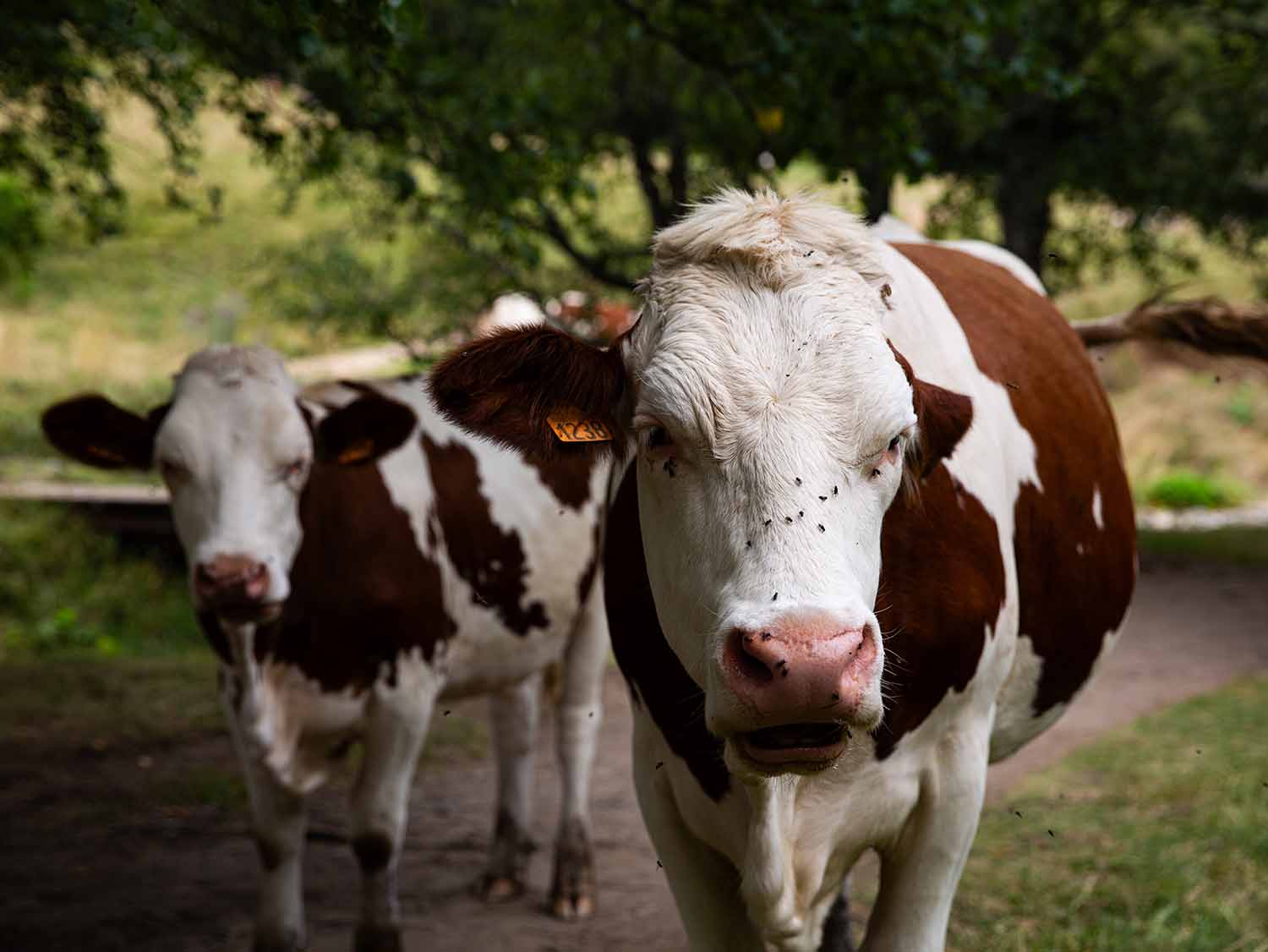 Vaches trouvées sur la randonnée dans la Vallée de Chaudefour