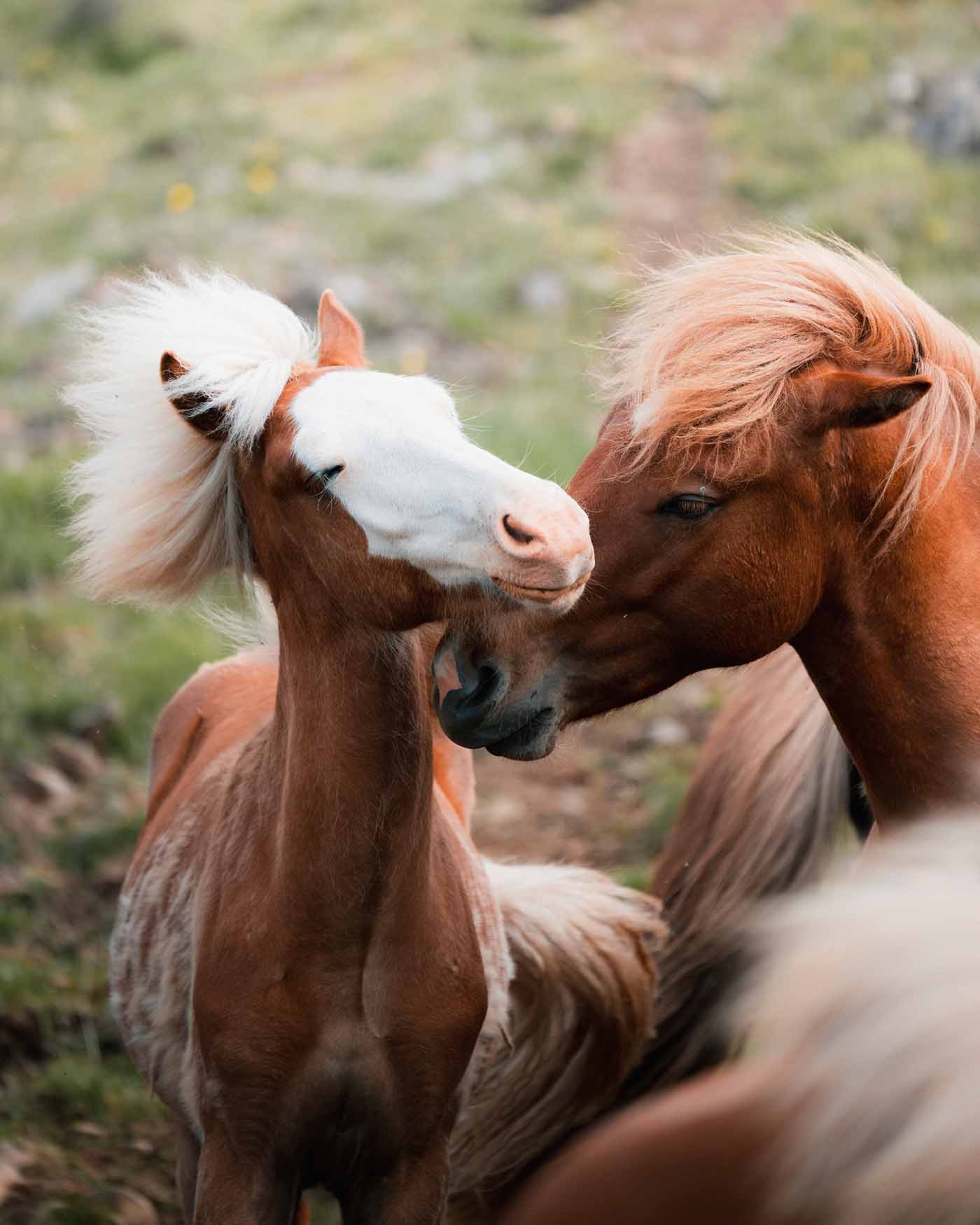 Chevaux islandais