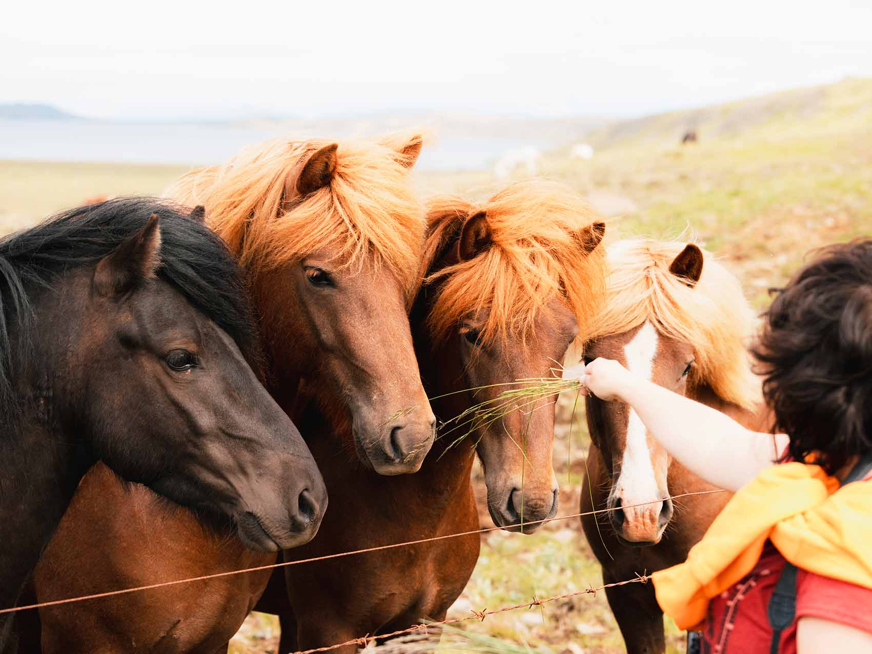 Chevaux islandais