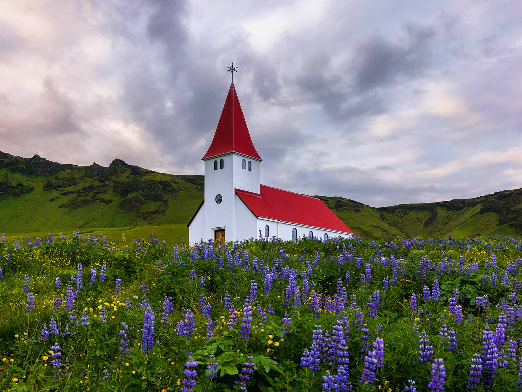 Cercle d'or de l'Islande : l'église de Vík entourée de lupins