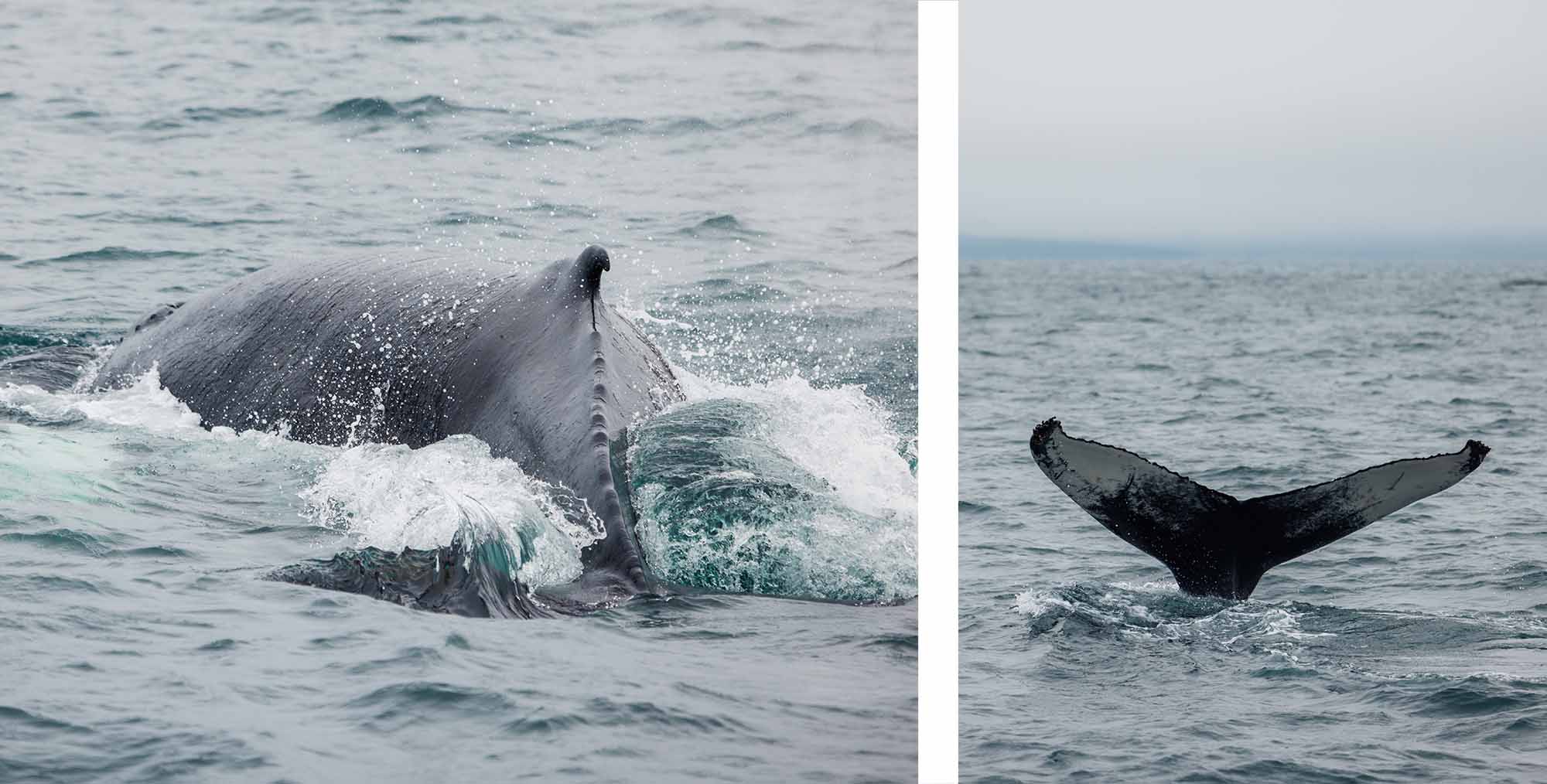 Excursion en bateau pour voir les baleines à Húsavík, au nord de l'Islande