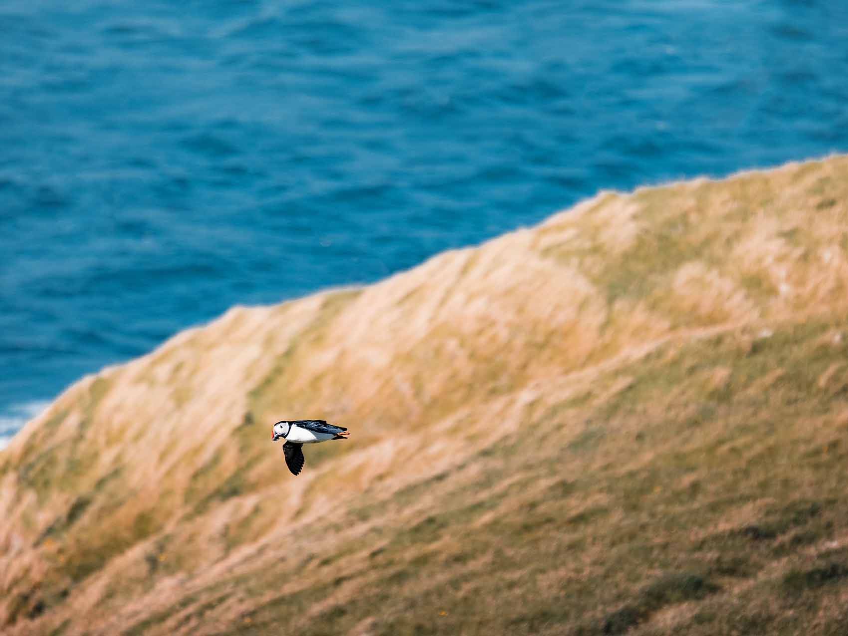 Macareux moine vu sur les Îles Vestmann