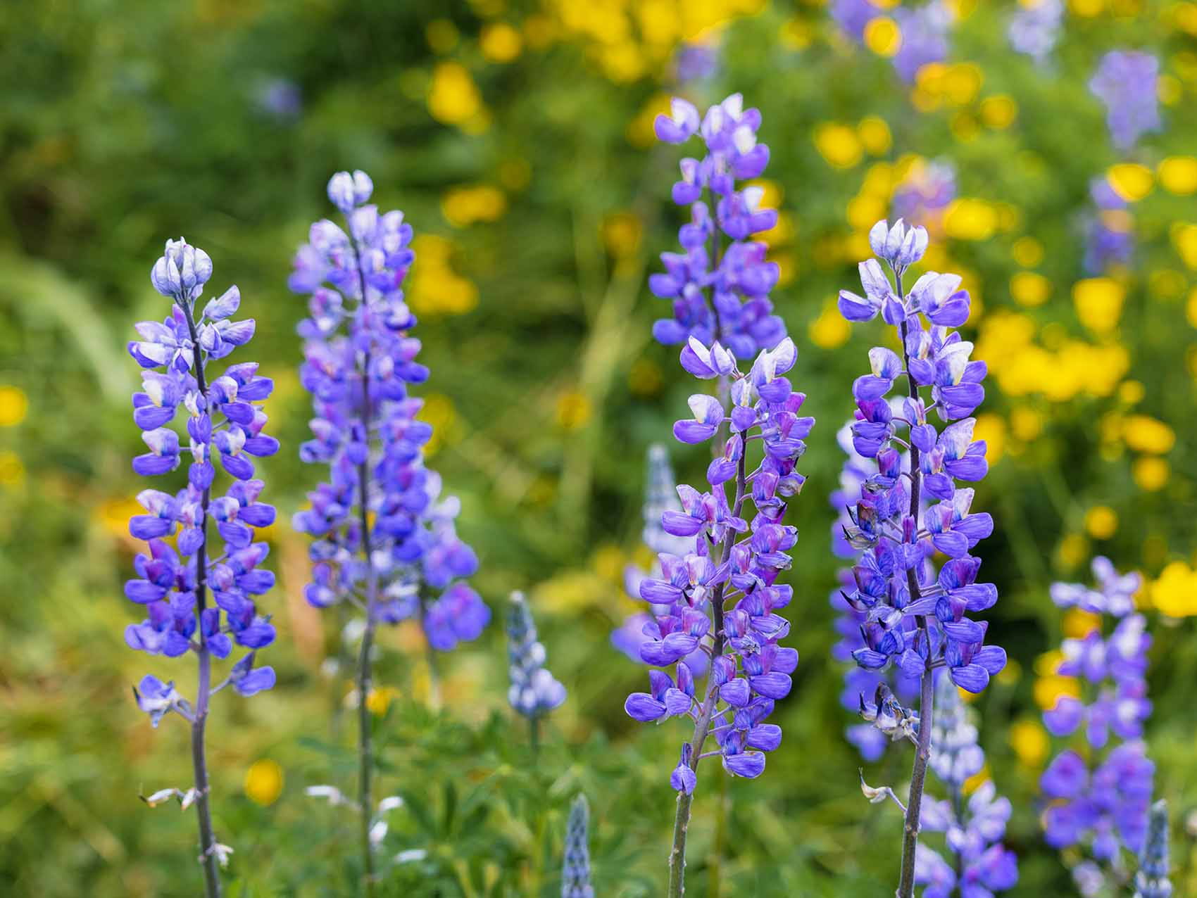 Cercle d'or de l'Islande : les lupins autour de l'église de Vík