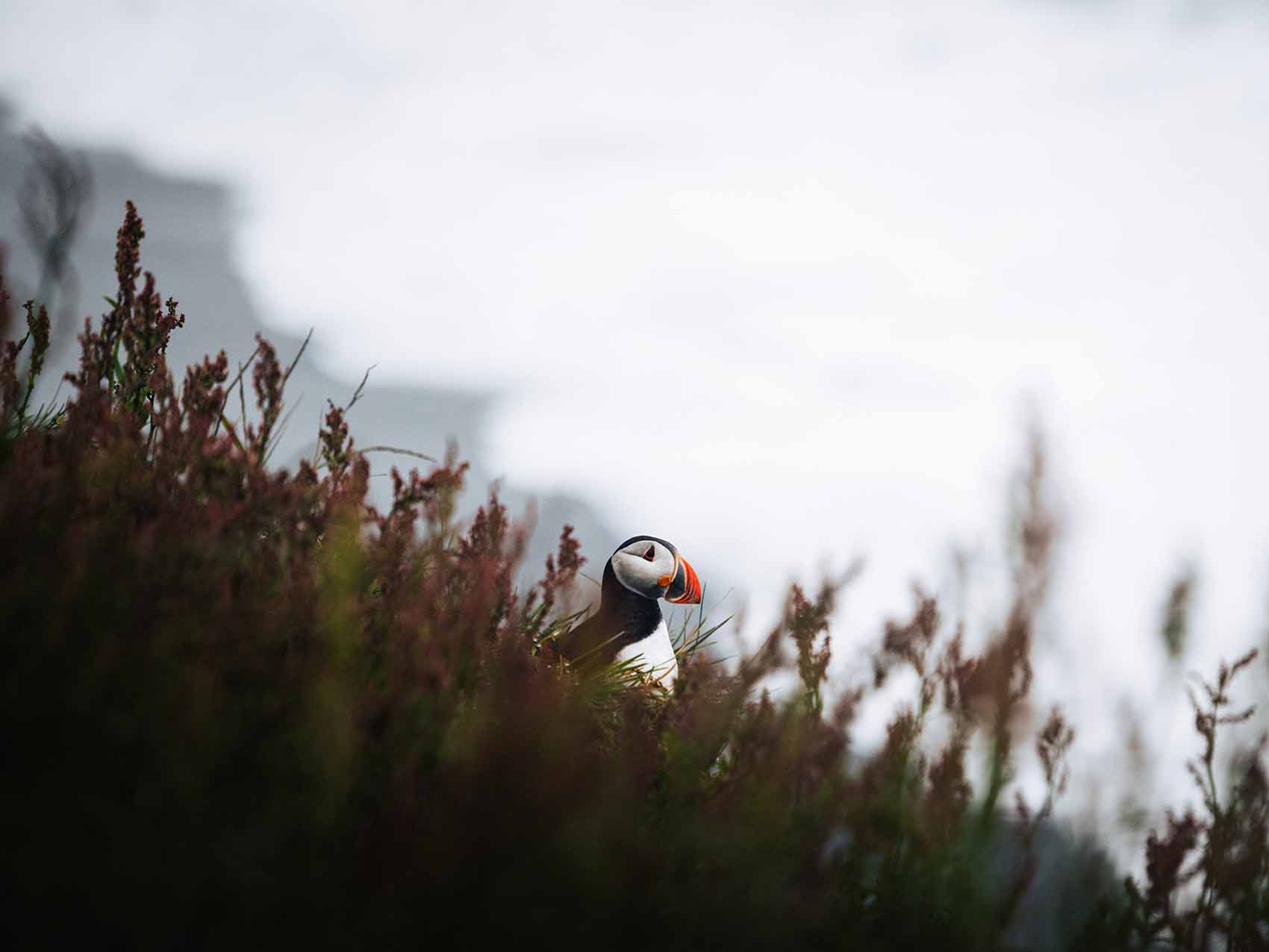 Dyrholaey, un spot génial pour les photos des oiseaux