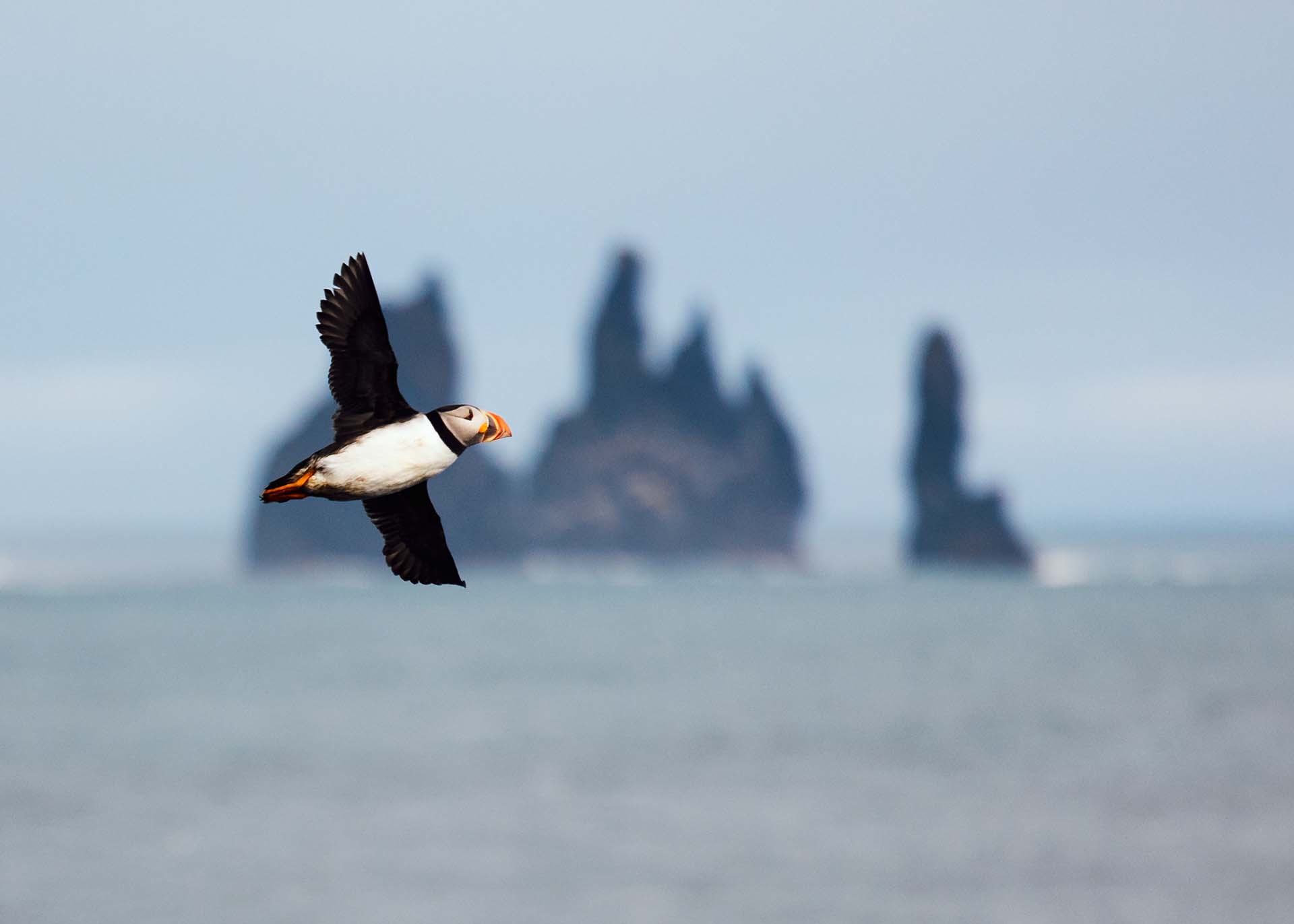 Macareux moine photographié depuis le cap Dyrhólaey en Islande