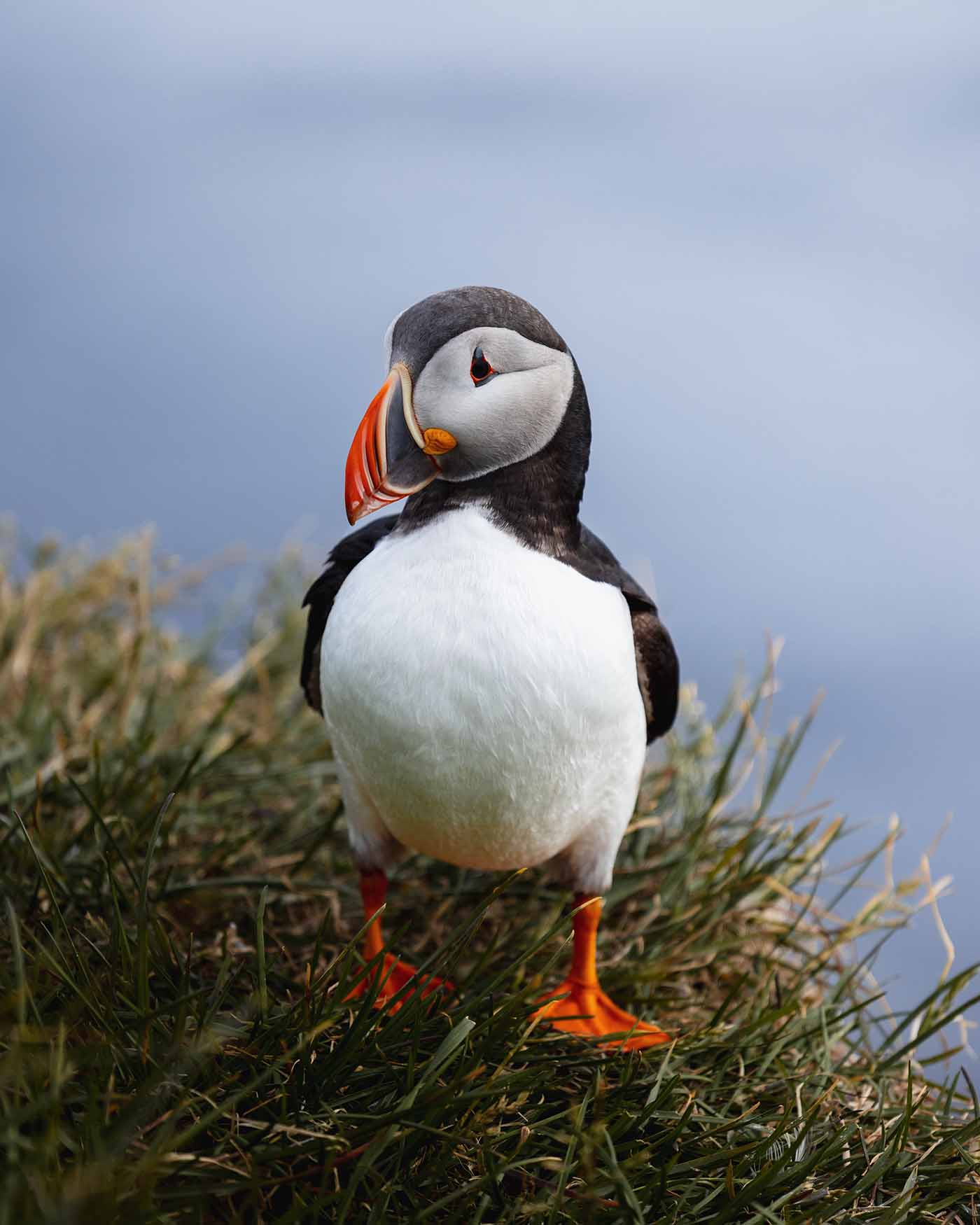 Macareux moine en Islande