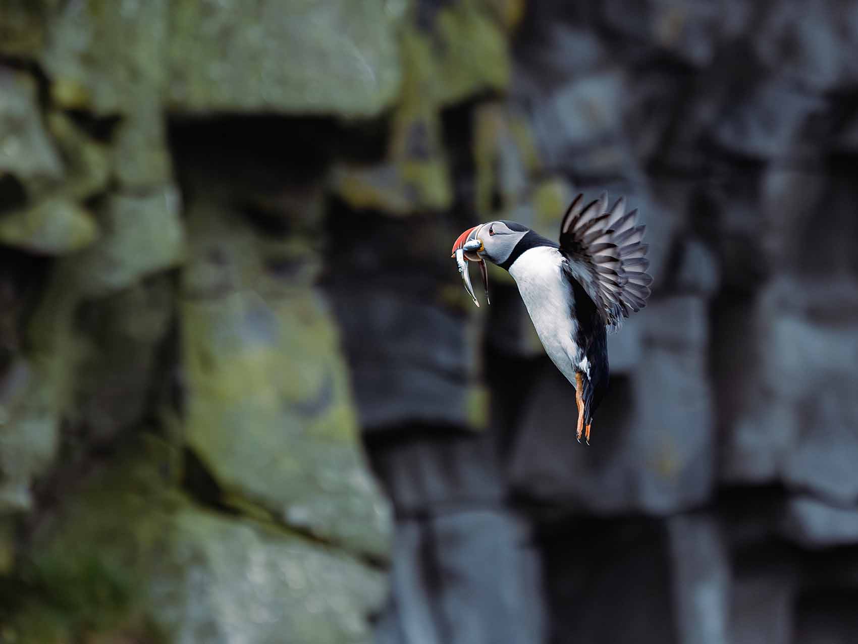 Retour de pêche pour le macareux moine