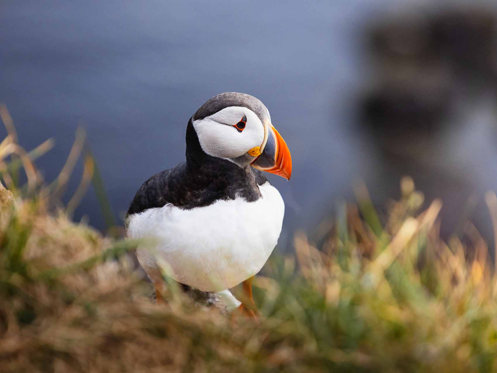 Latrabjarg, un spot génial pour les photos des macareux moine