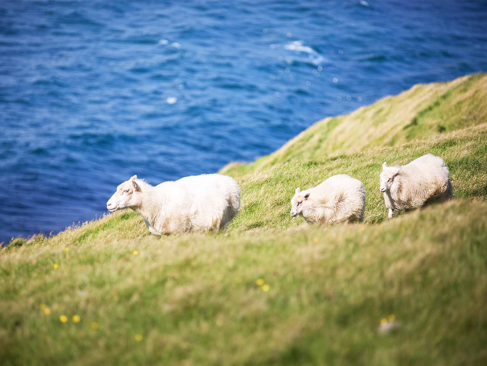 Moutons sur les Îles Vestmann