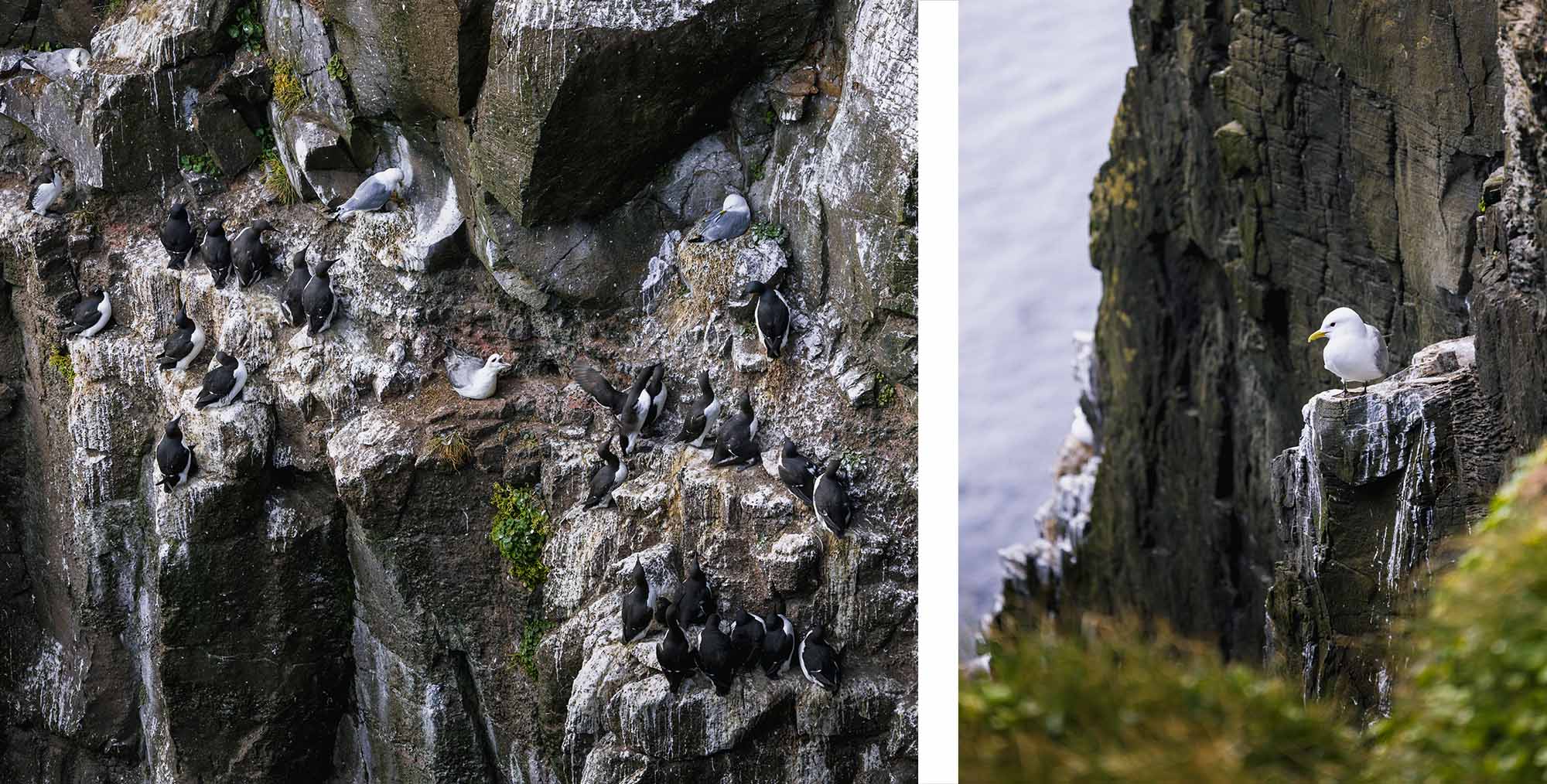 Latrabjarg, un spot génial pour les photos des oiseaux