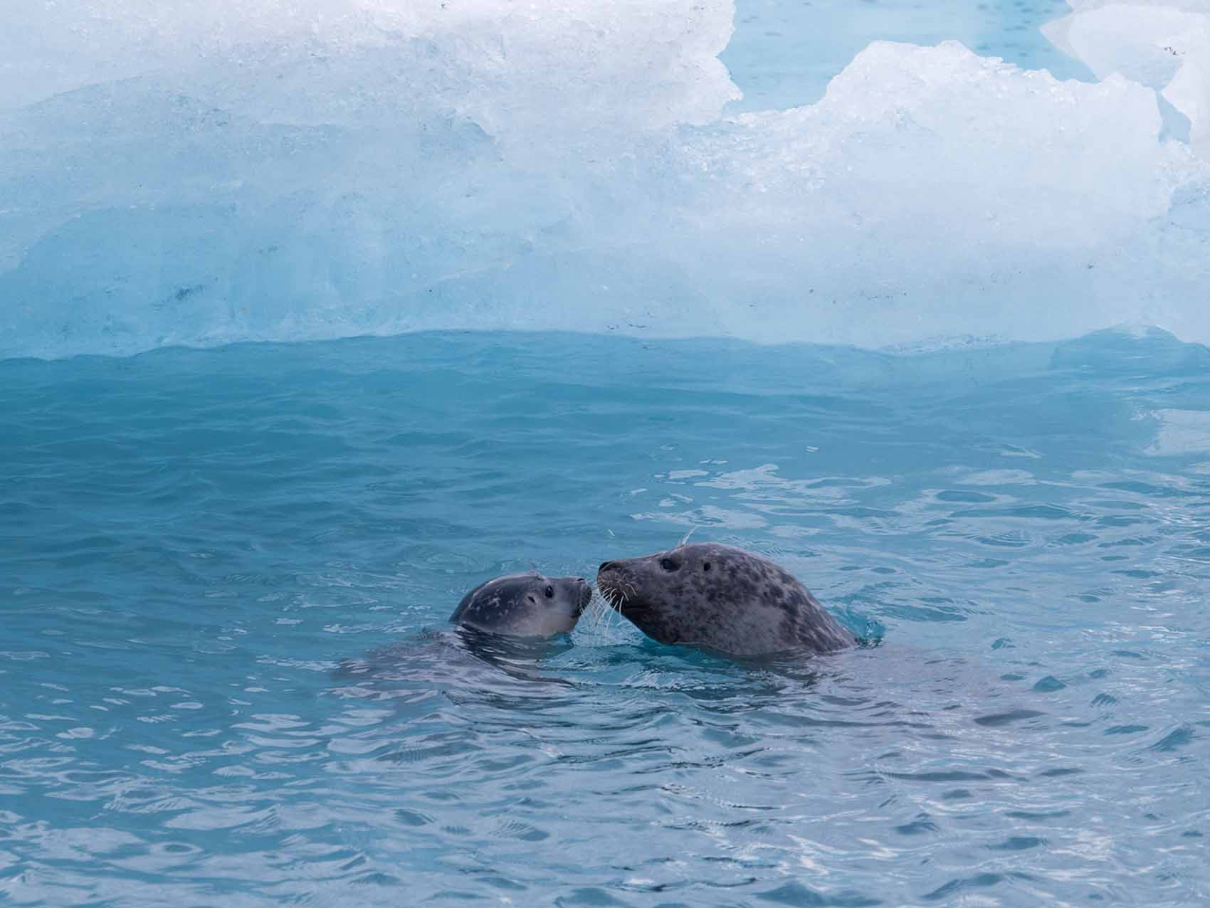 Côte Est de l'Islande : la lagune glaciaire de Jökulsarlón