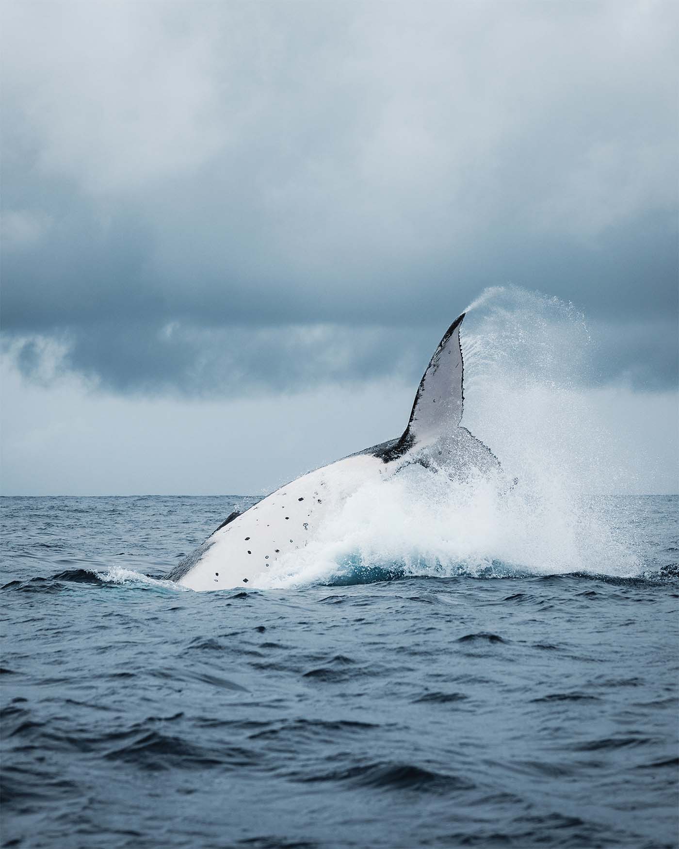 Baleine à bosse aperçue à Maupiti