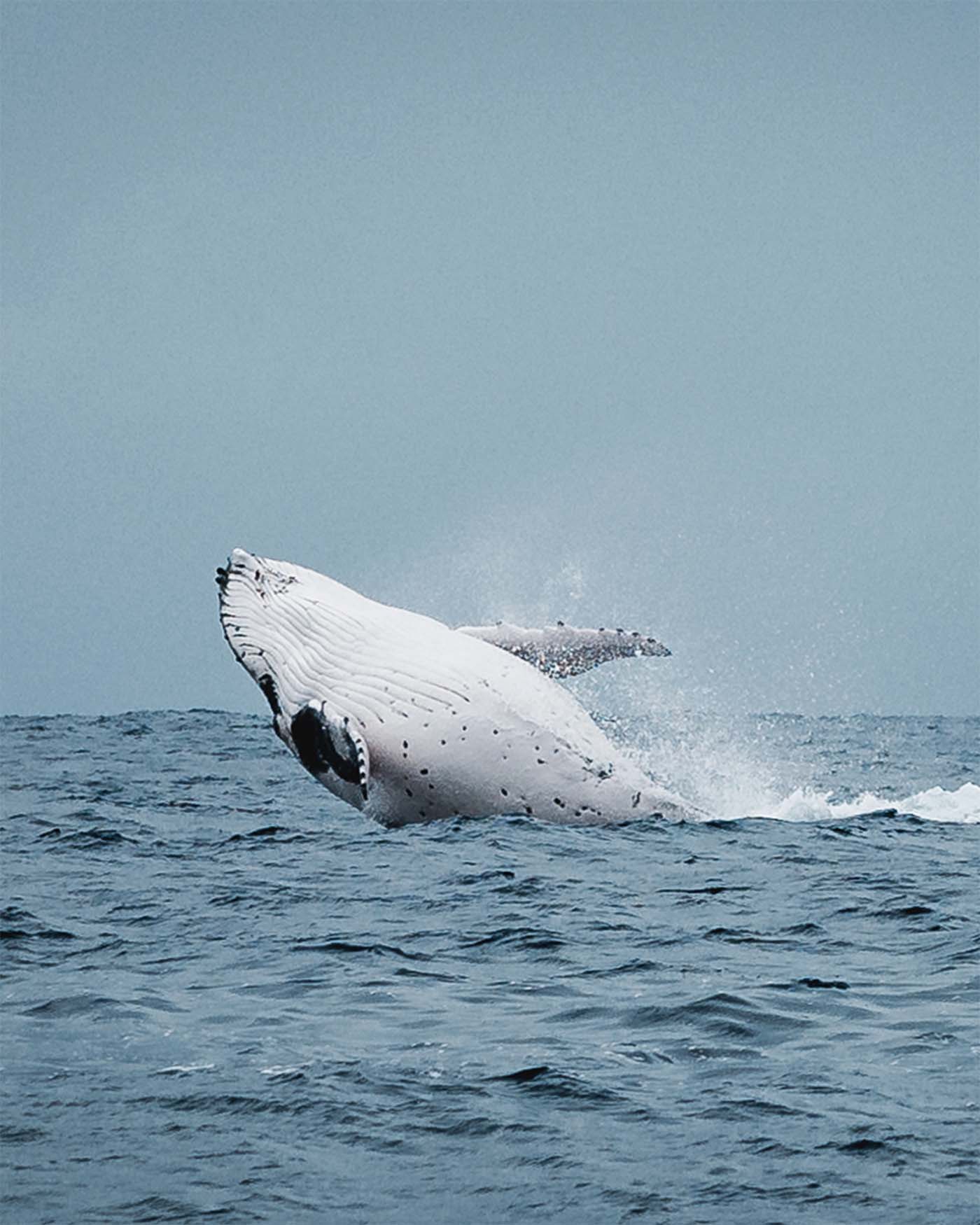 Baleine à bosse aperçue à Maupiti