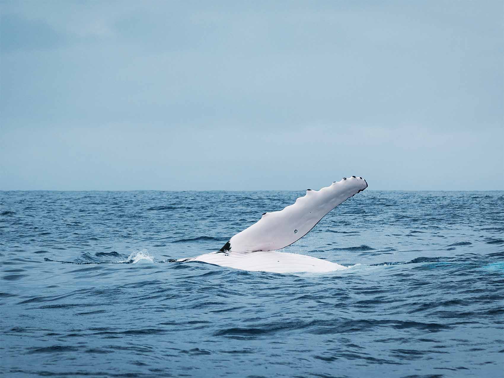 Baleine à bosse aperçue à Maupiti