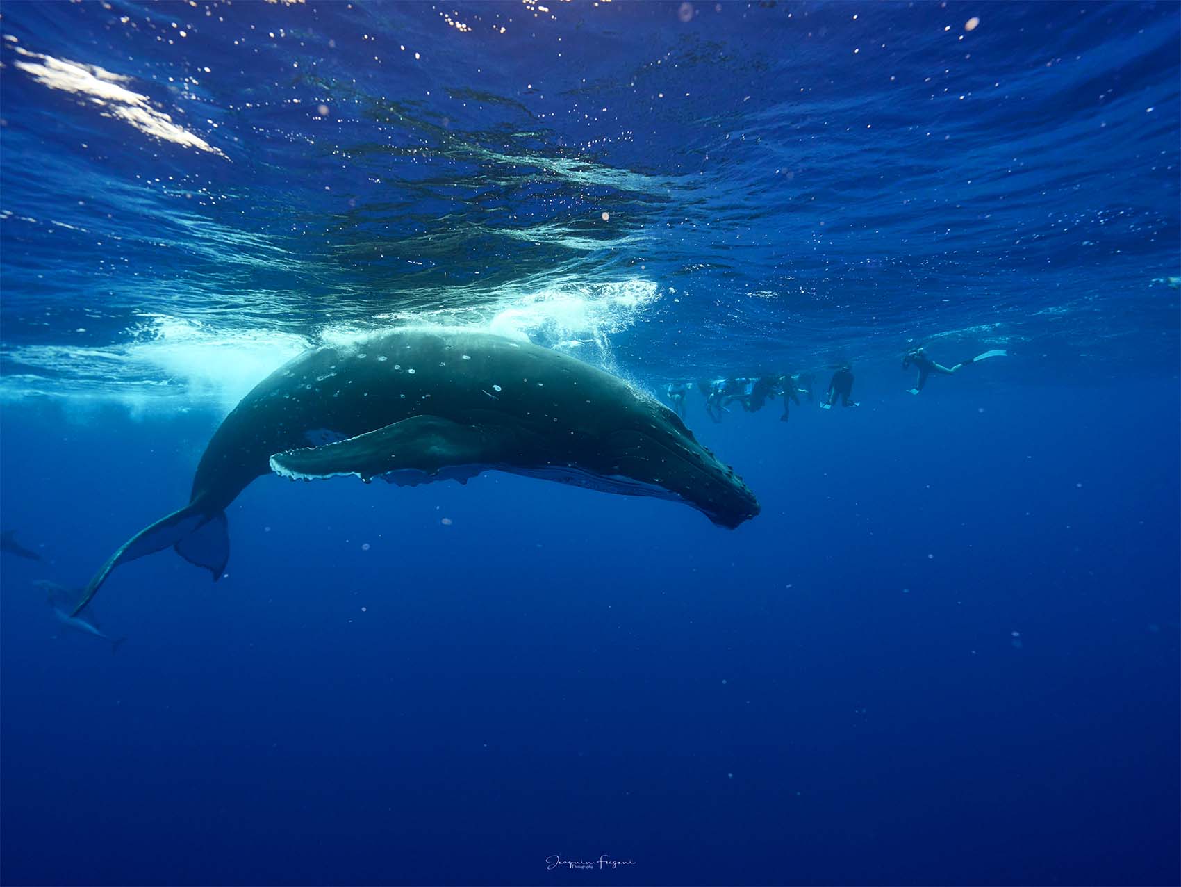 Excursion avec les Baleines en Polynésie