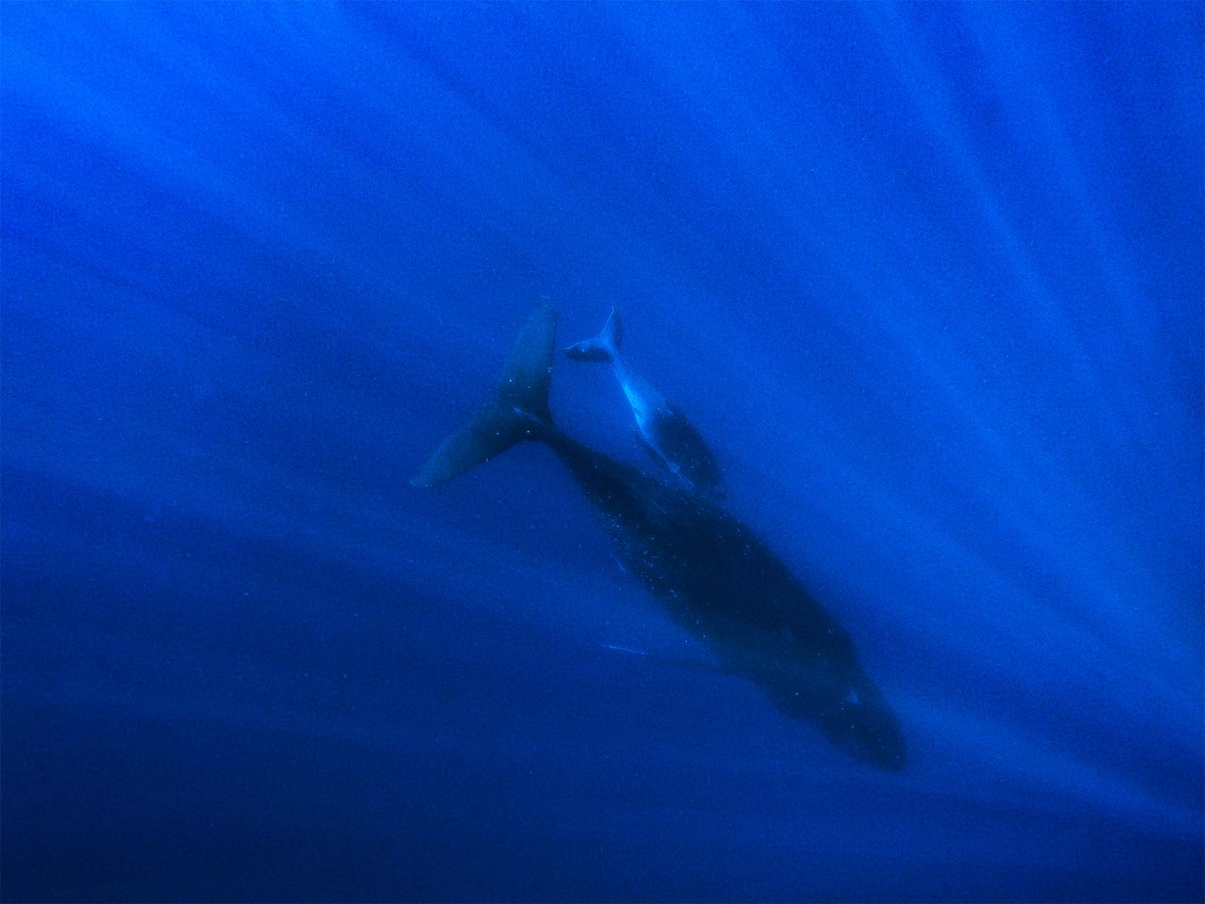 Excursion avec les Baleines en Polynésie - Mobydick Tahiti