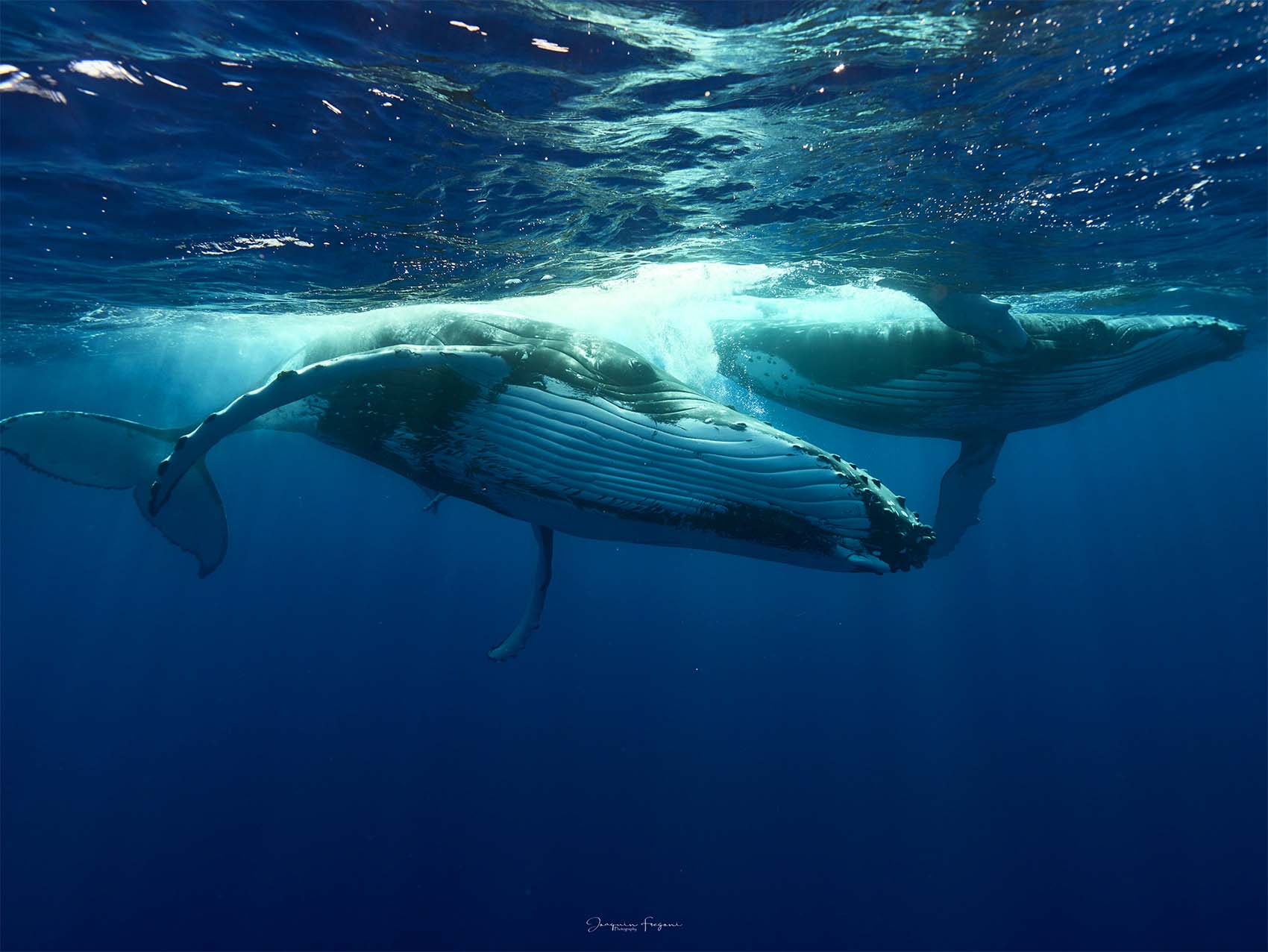 Excursion avec les Baleines en Polynésie