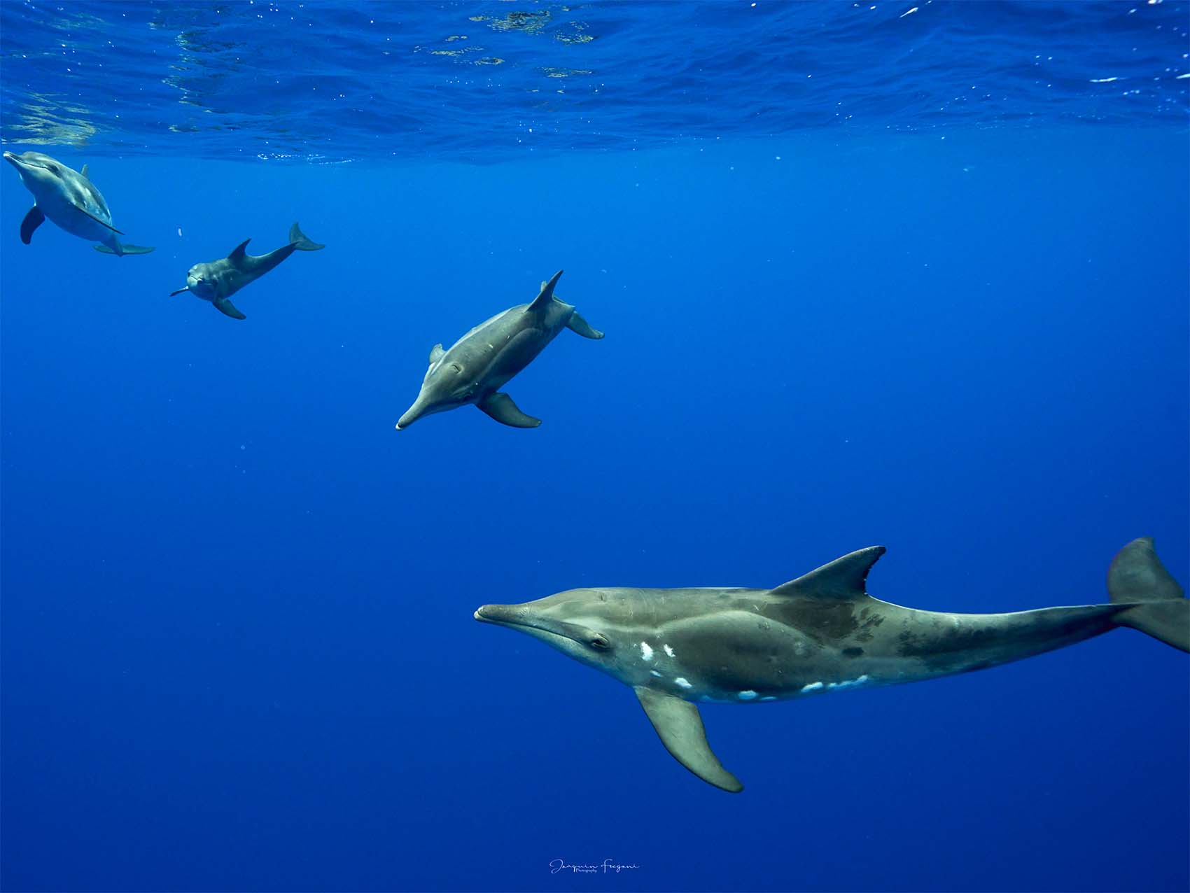 Dauphins à Moorea