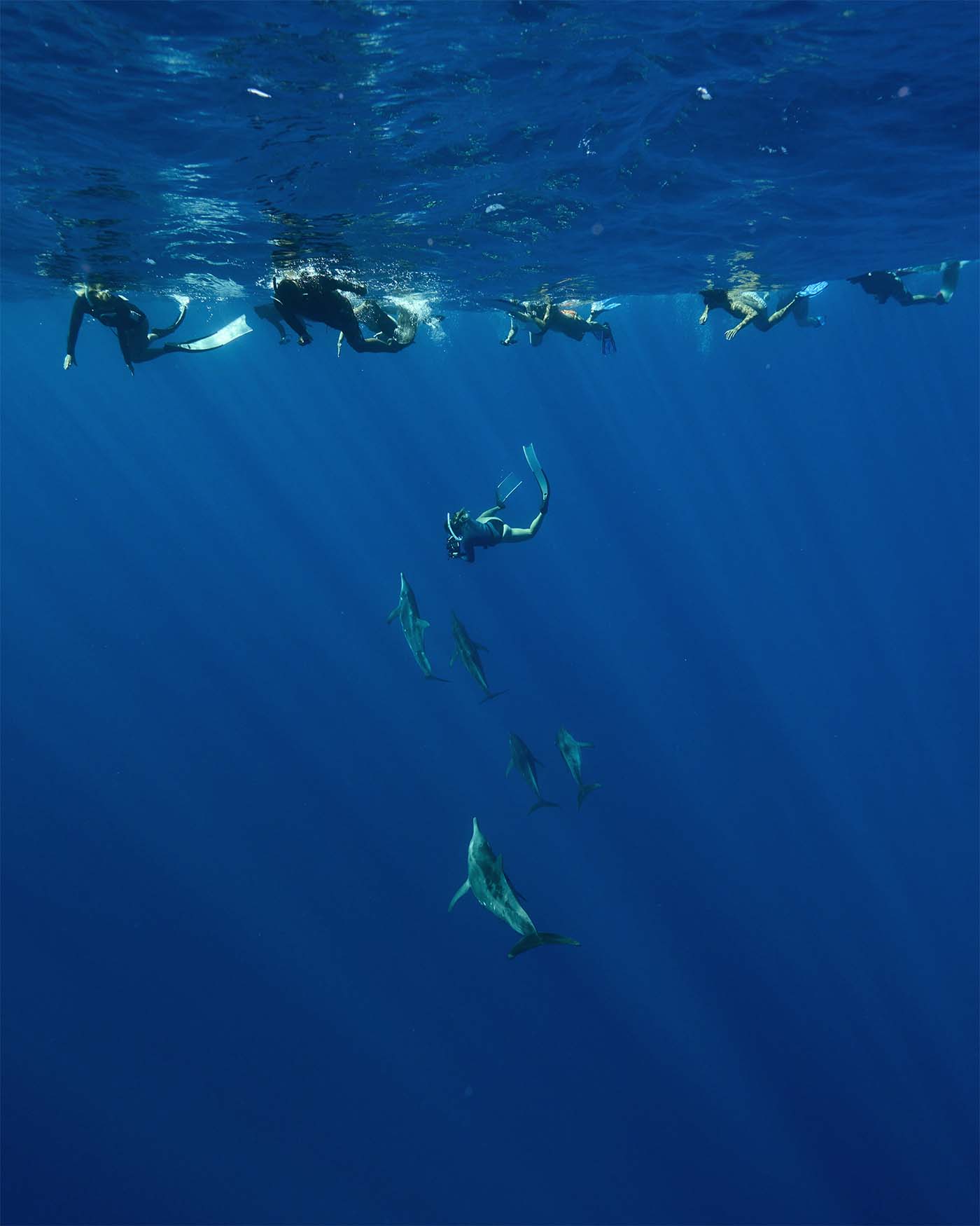 Excursion avec les Baleines en Polynésie