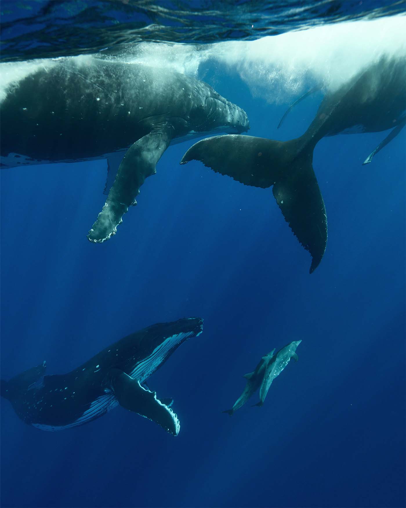 Excursion avec les Baleines en Polynésie