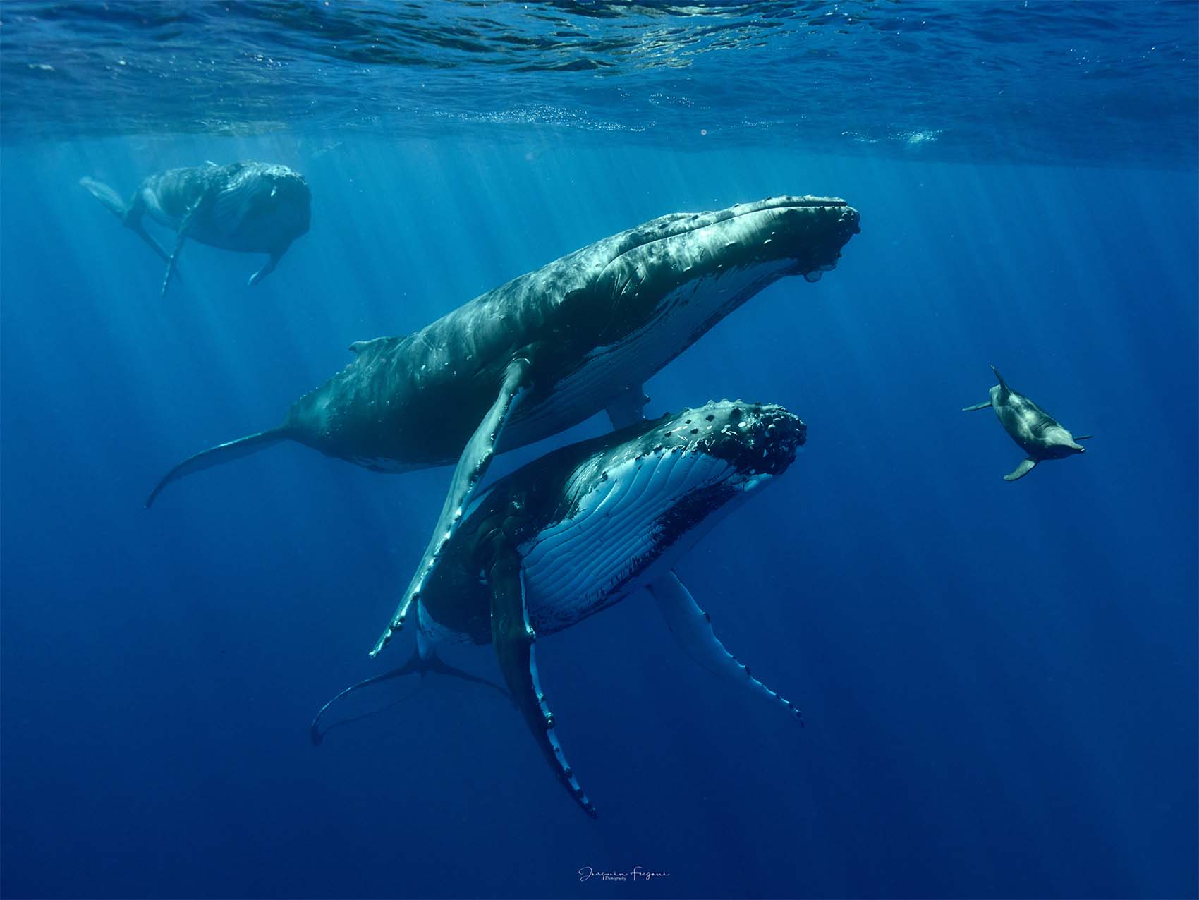 Sortie baleine à Moorea