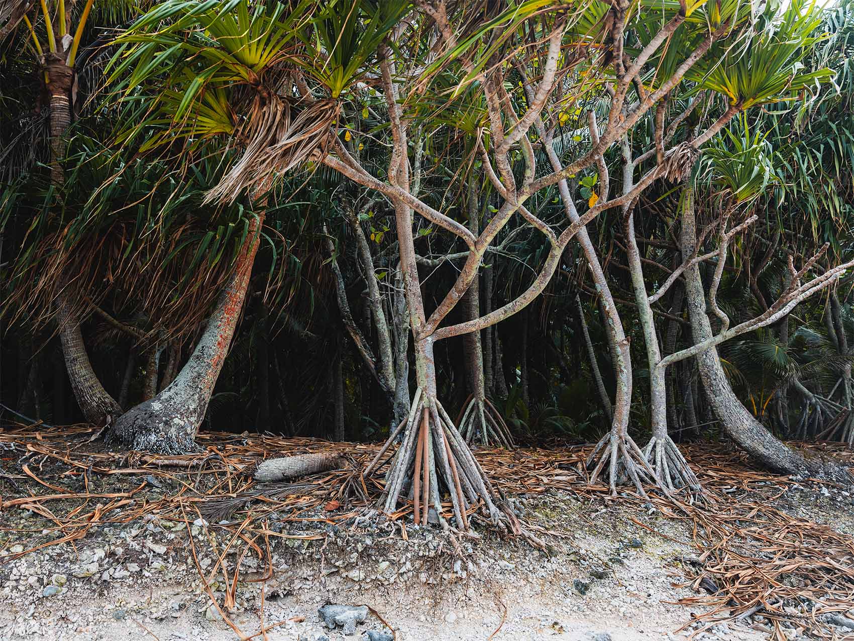 La faune est omniprésente à Tetiaroa