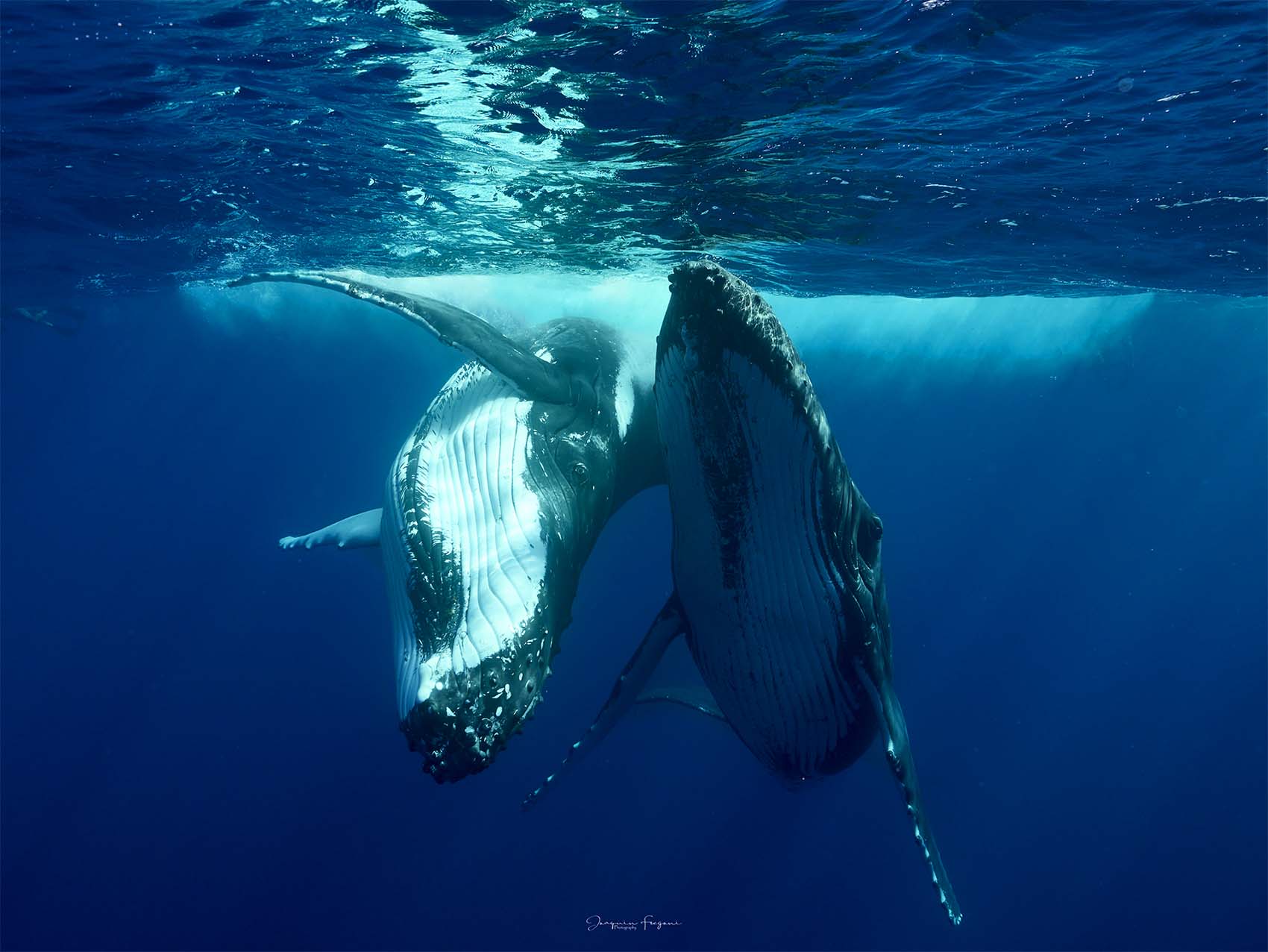 Excursion avec les Baleines en Polynésie