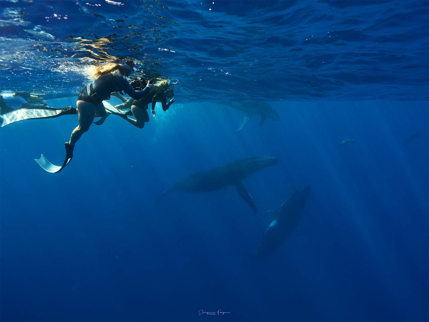 Excursion avec les Baleines en Polynésie