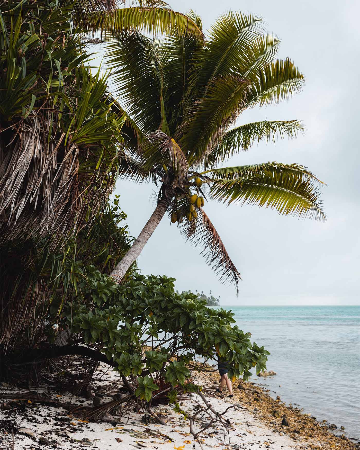 Palmier et plage sur l'atoll de Tetiaroa