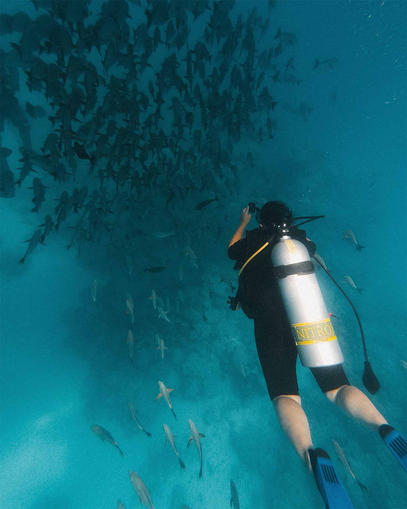 Plongée à Rangiroa en Polynésie française