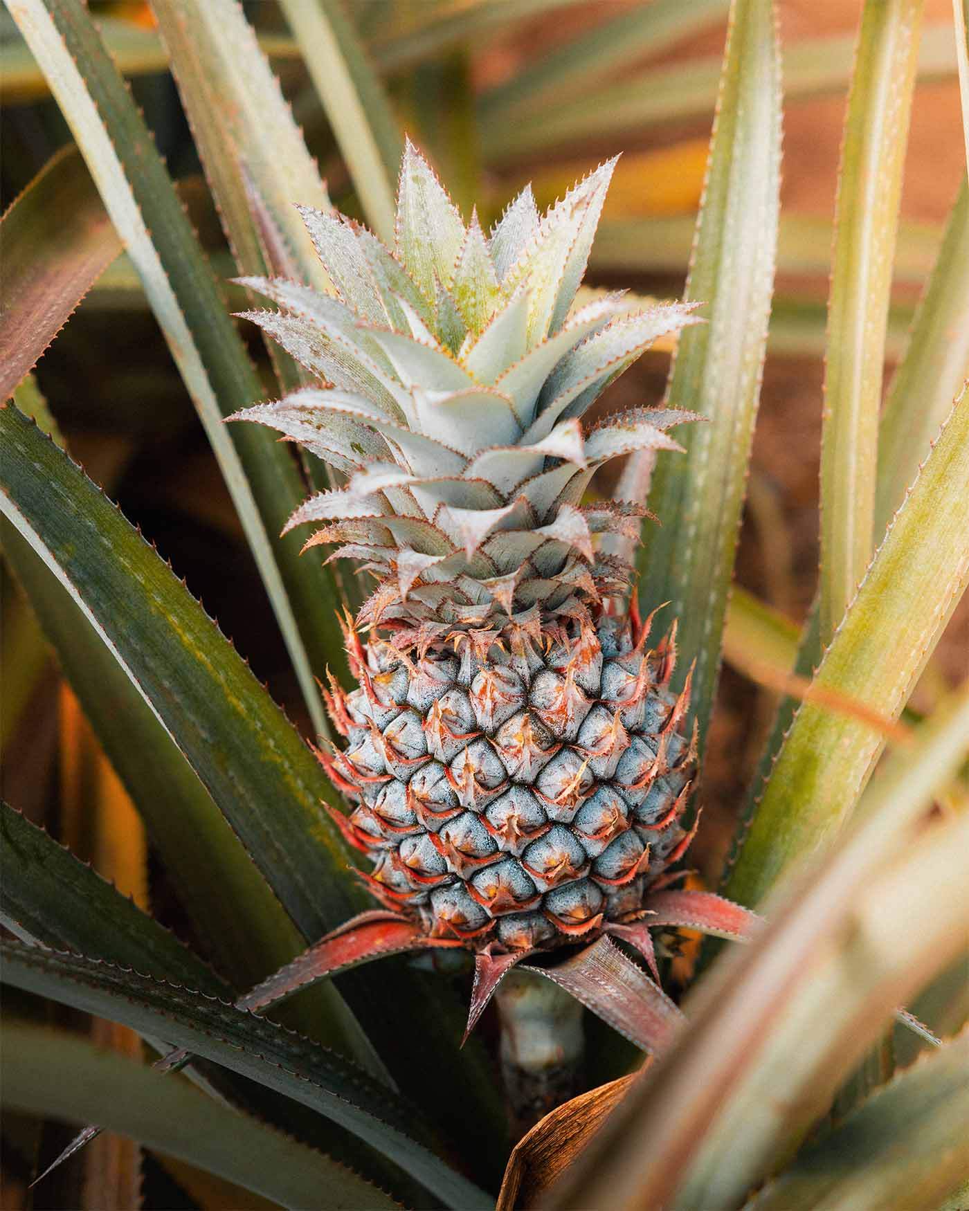 Ananas à Moorea