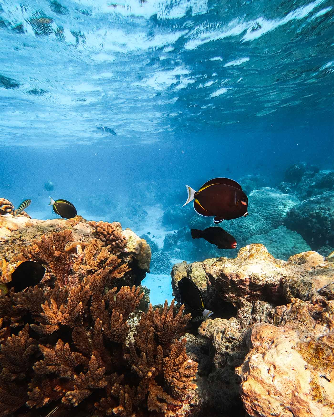 Snorkeling à l'aquarium de Tiputa