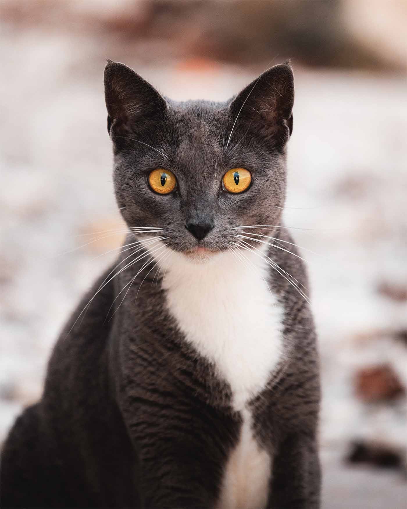 La chatte Nuage au Fare Bleu à Rangiroa