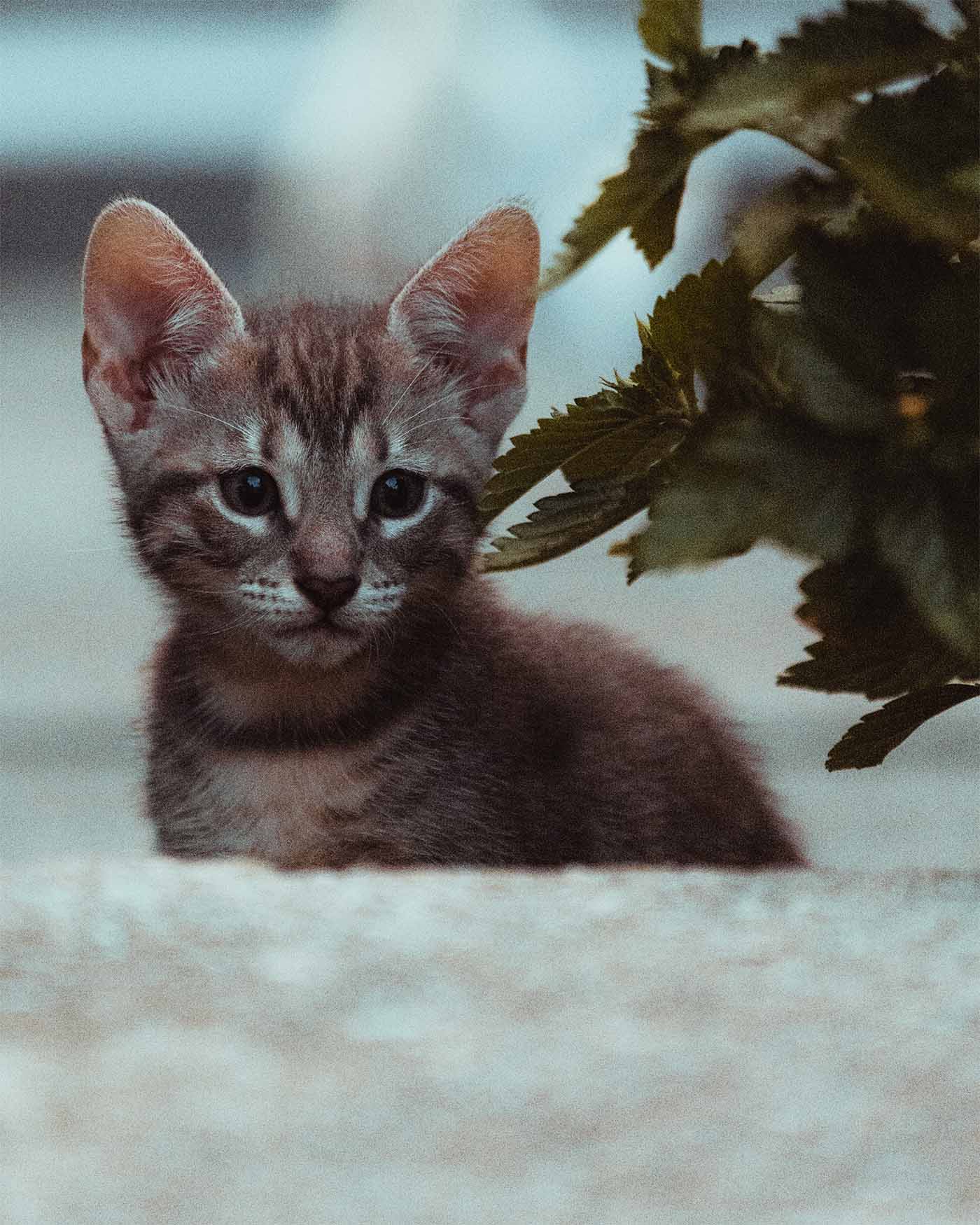 Chaton au Fare Bleu à Rangiroa