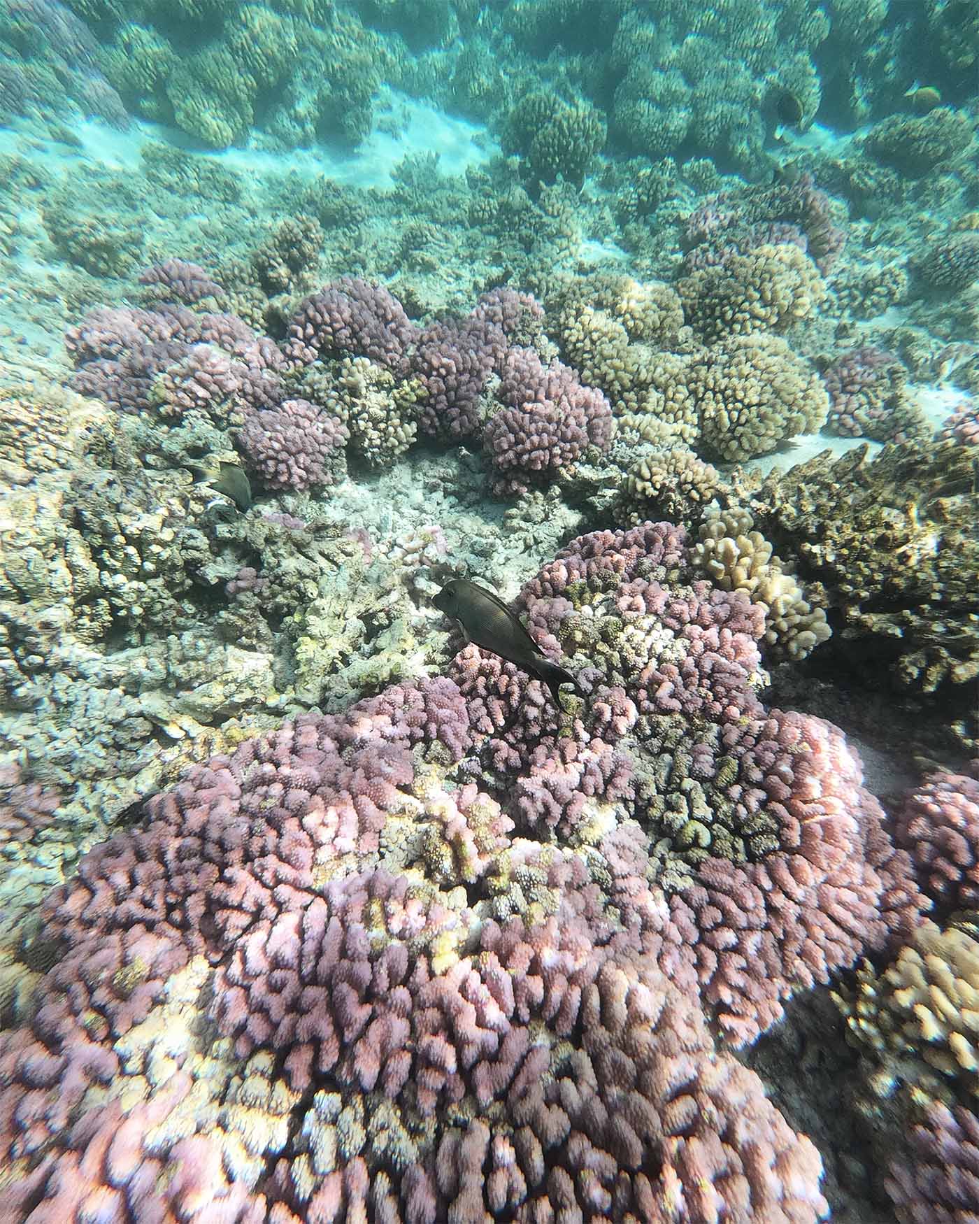 Snorkeling à Fakarava passe Tetamanu