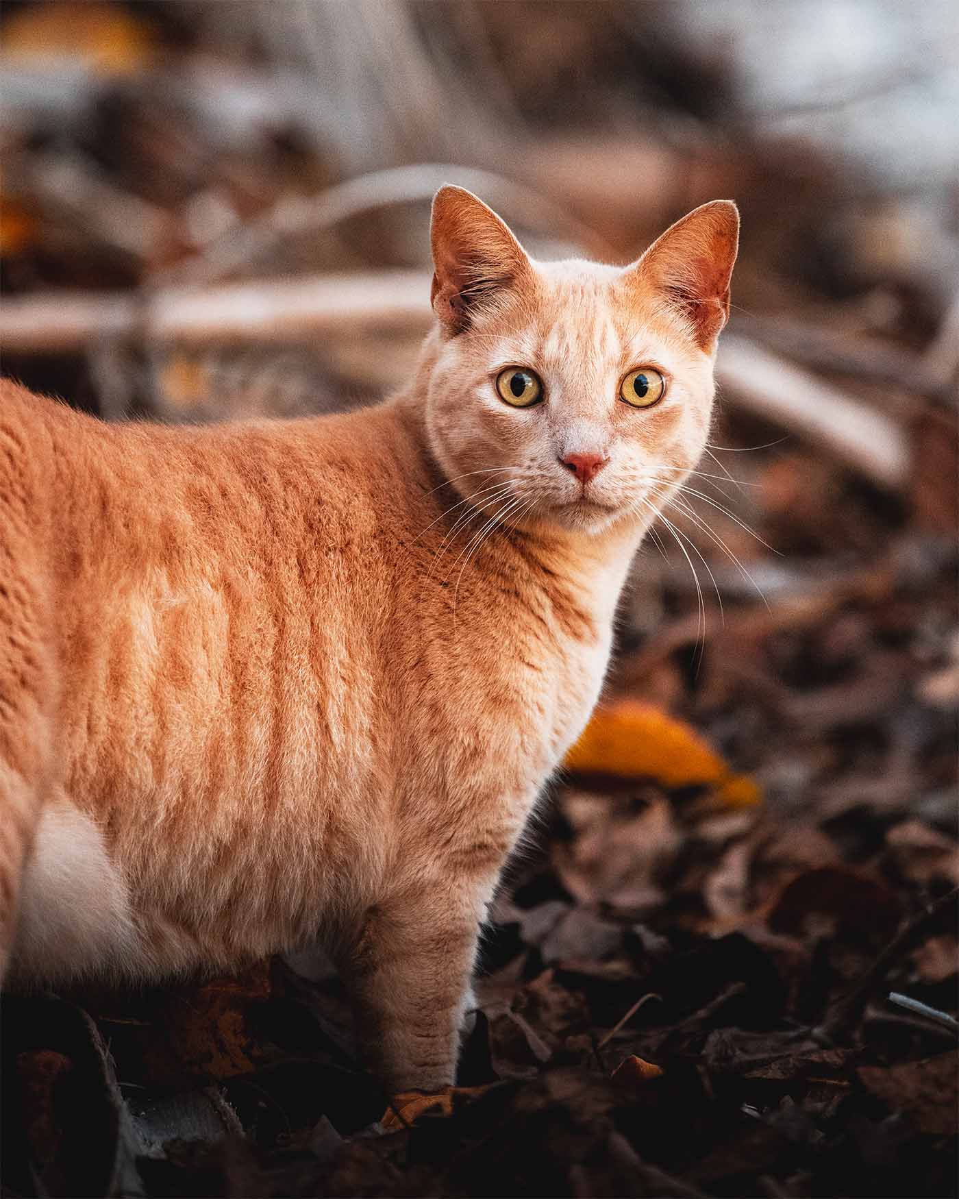 Le chat Tigrou au Fare Bleu à Rangiroa