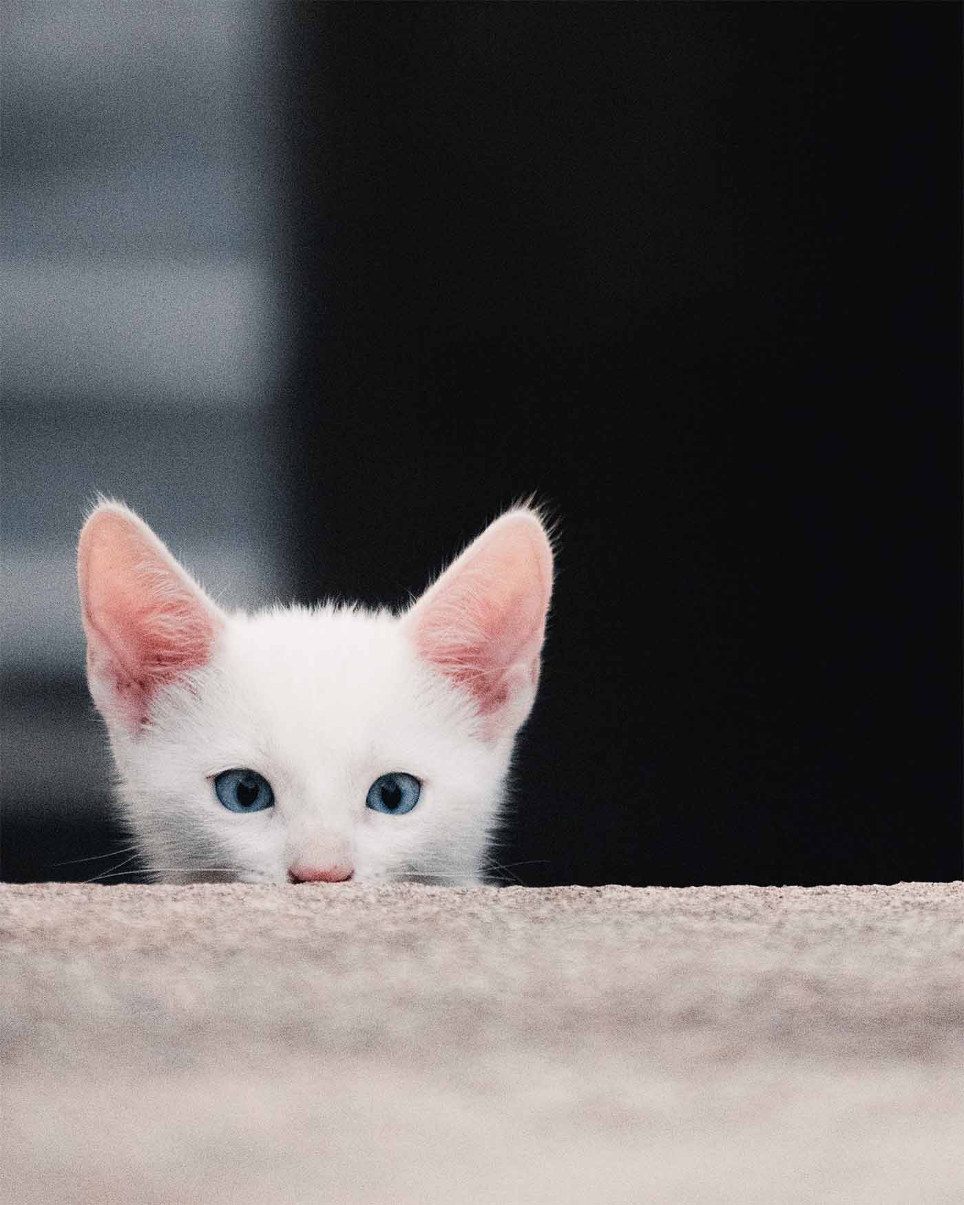 Chaton au Fare Bleu à Rangiroa