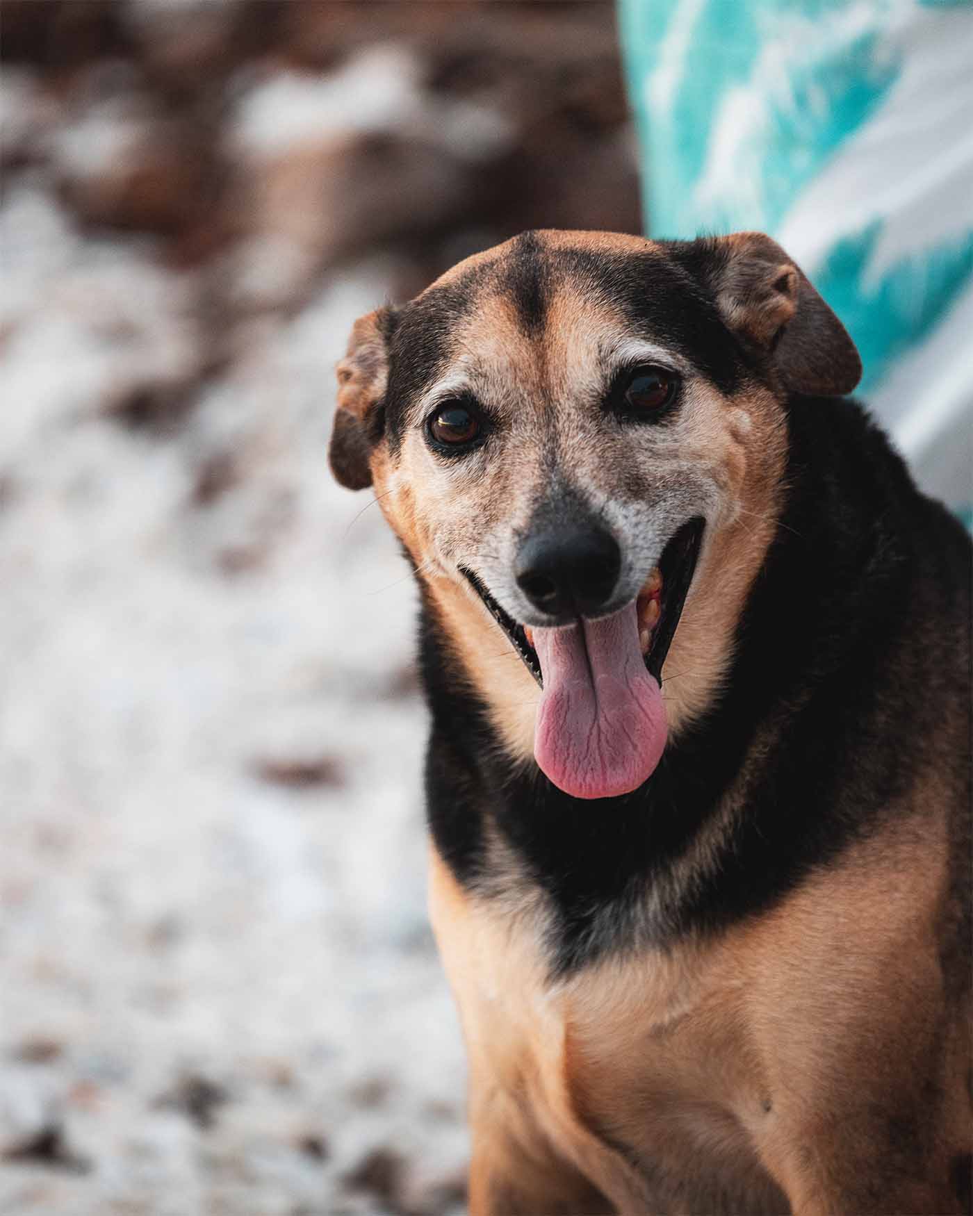 La chienne Chloé au Fare Bleu à Rangiroa