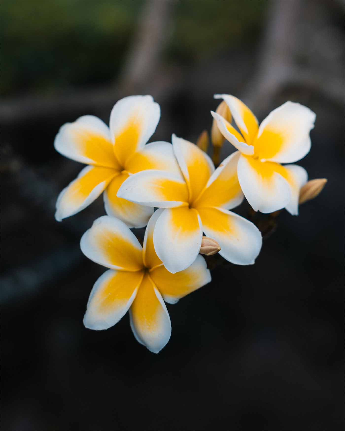 Fleurs en Polynésie