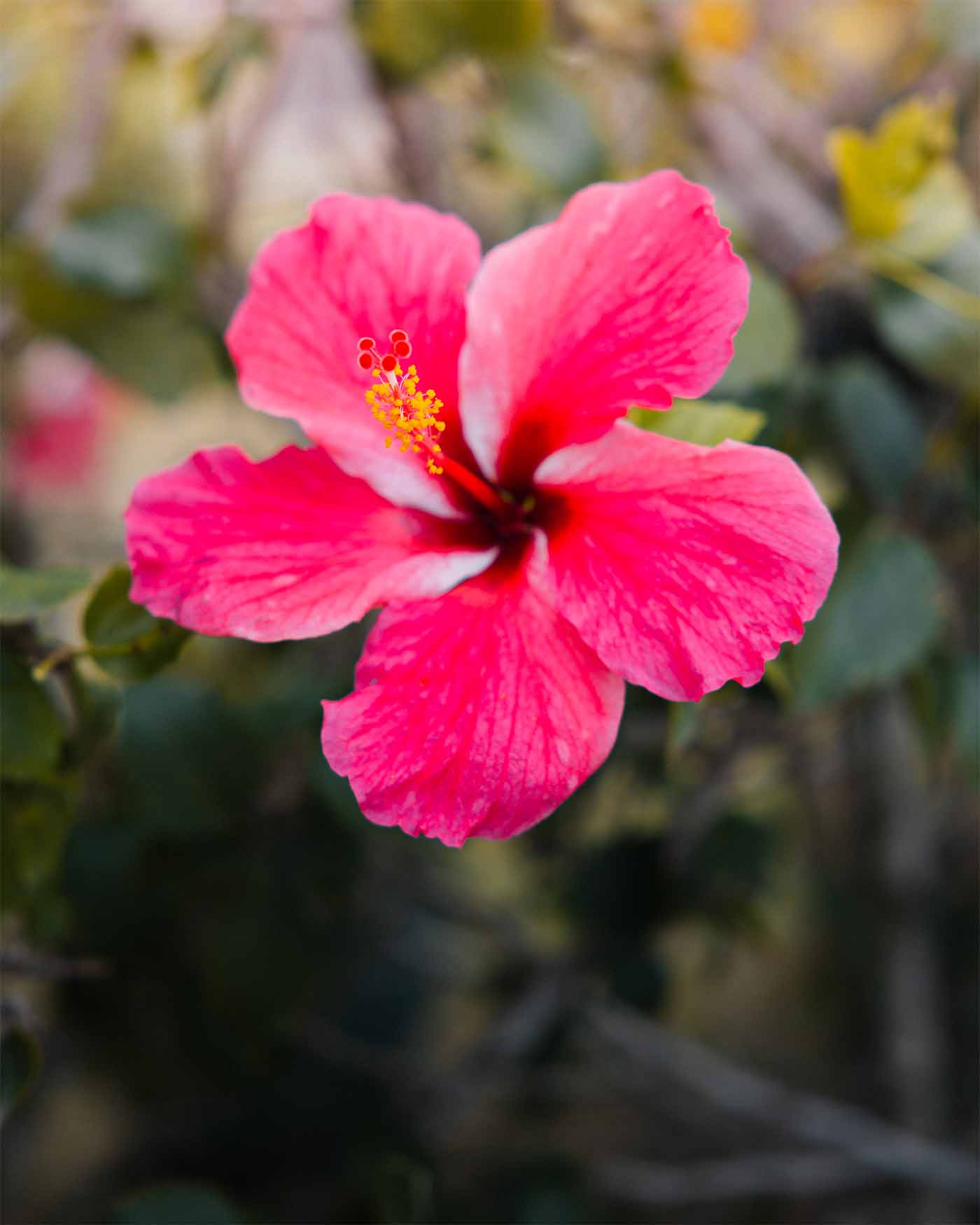 Fleurs en Polynésie